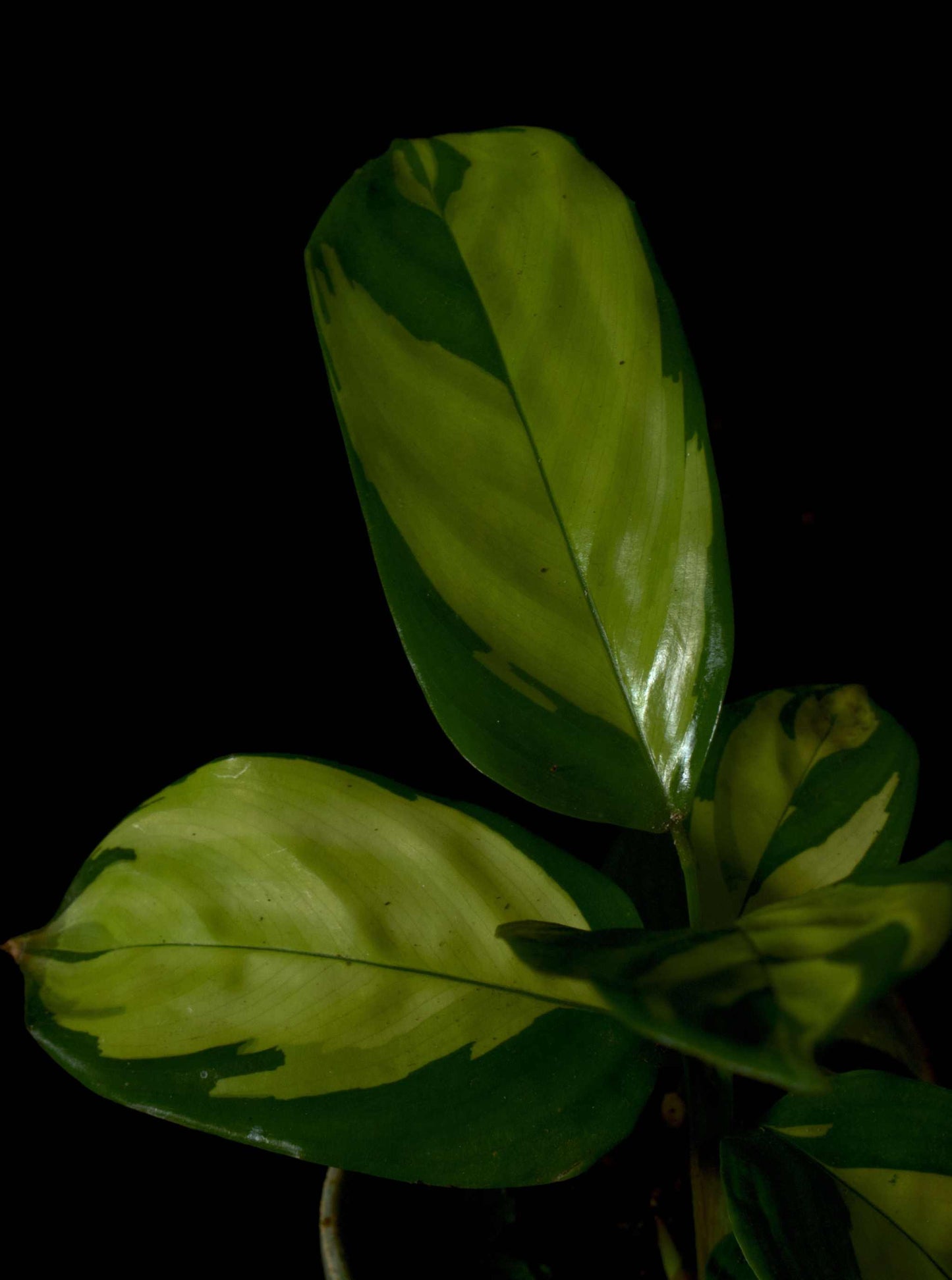 Ctenanthe Pilosa Golden Mosaic dark leaf
