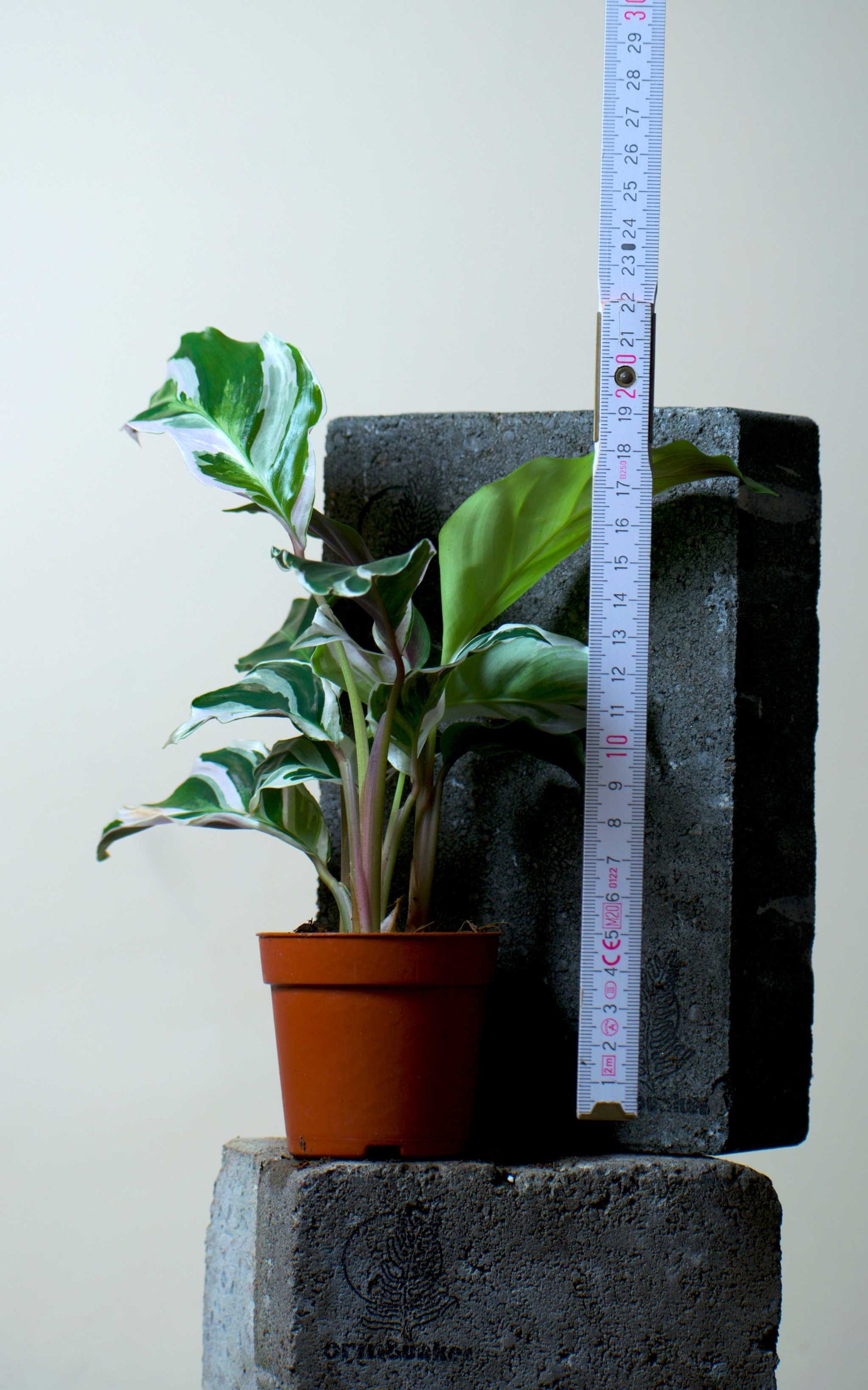 Calathea 'White Fusion'