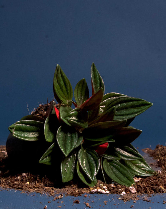 Peperomia caperata 'Rosso'