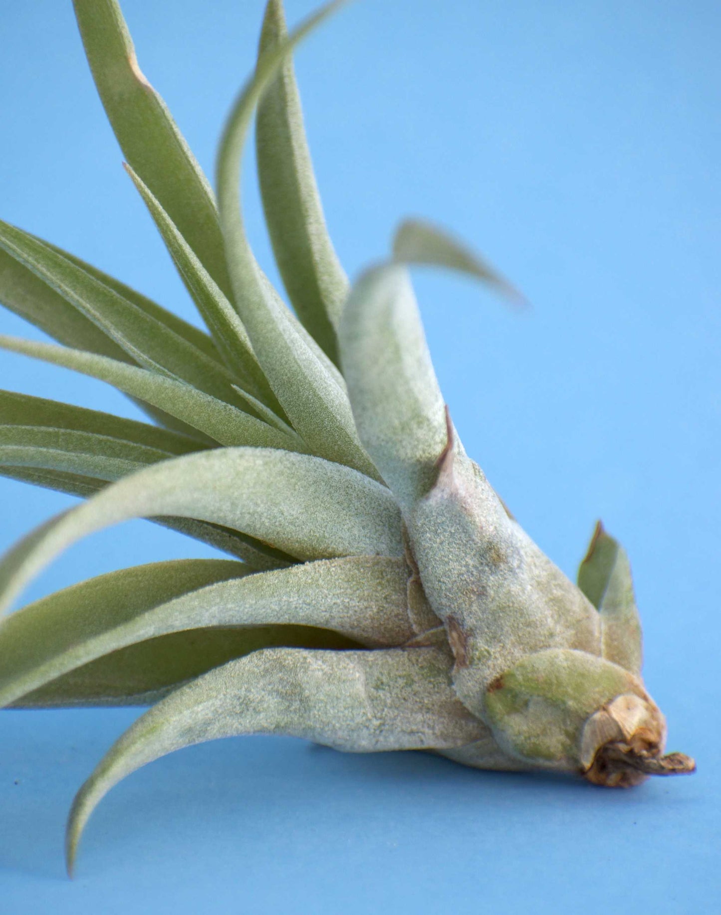 Tillandsia capitata