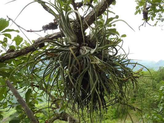 Tillandsia caput-medusae