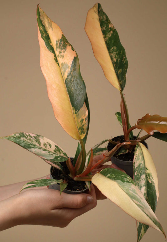 Philodendron Caramel Marble
