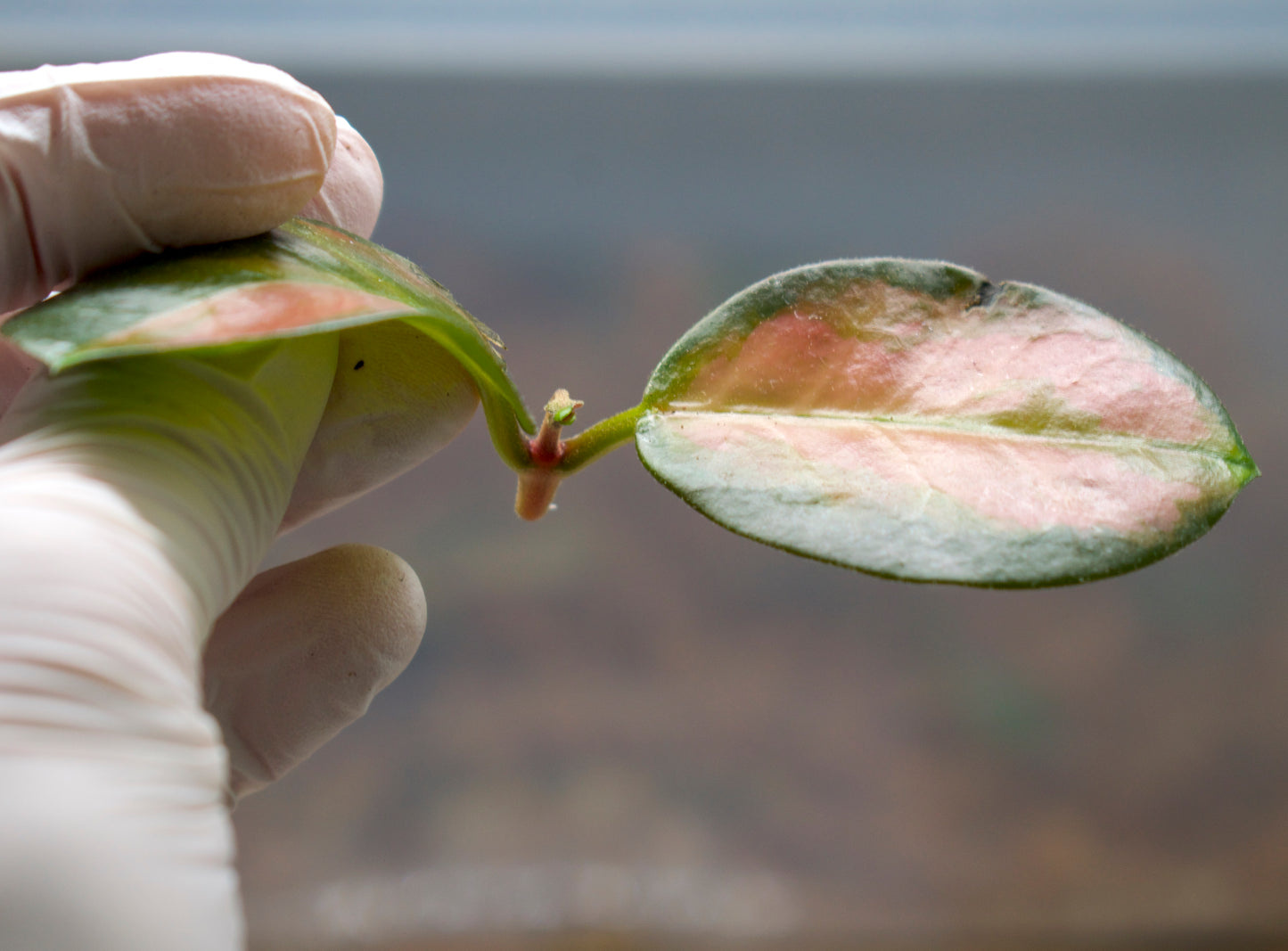 Hoya carnosa 'Tricolor'