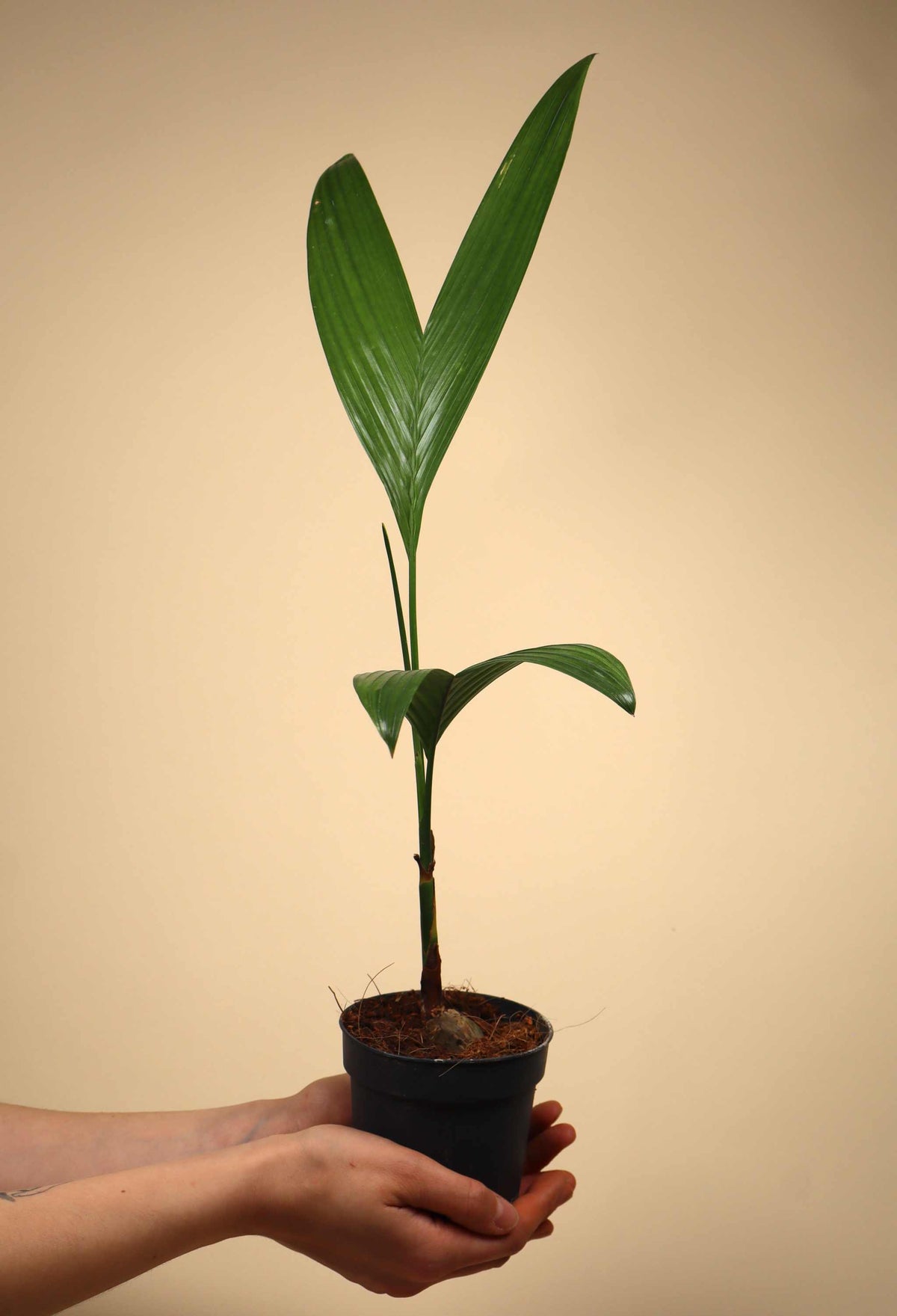 Areca catechu | Betelpalm