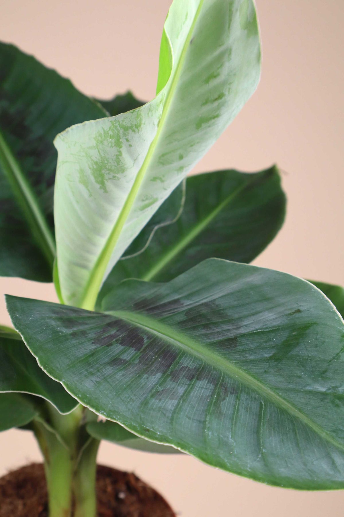 Bananplanta 'Musa Dwarf Cavendish' ätbar