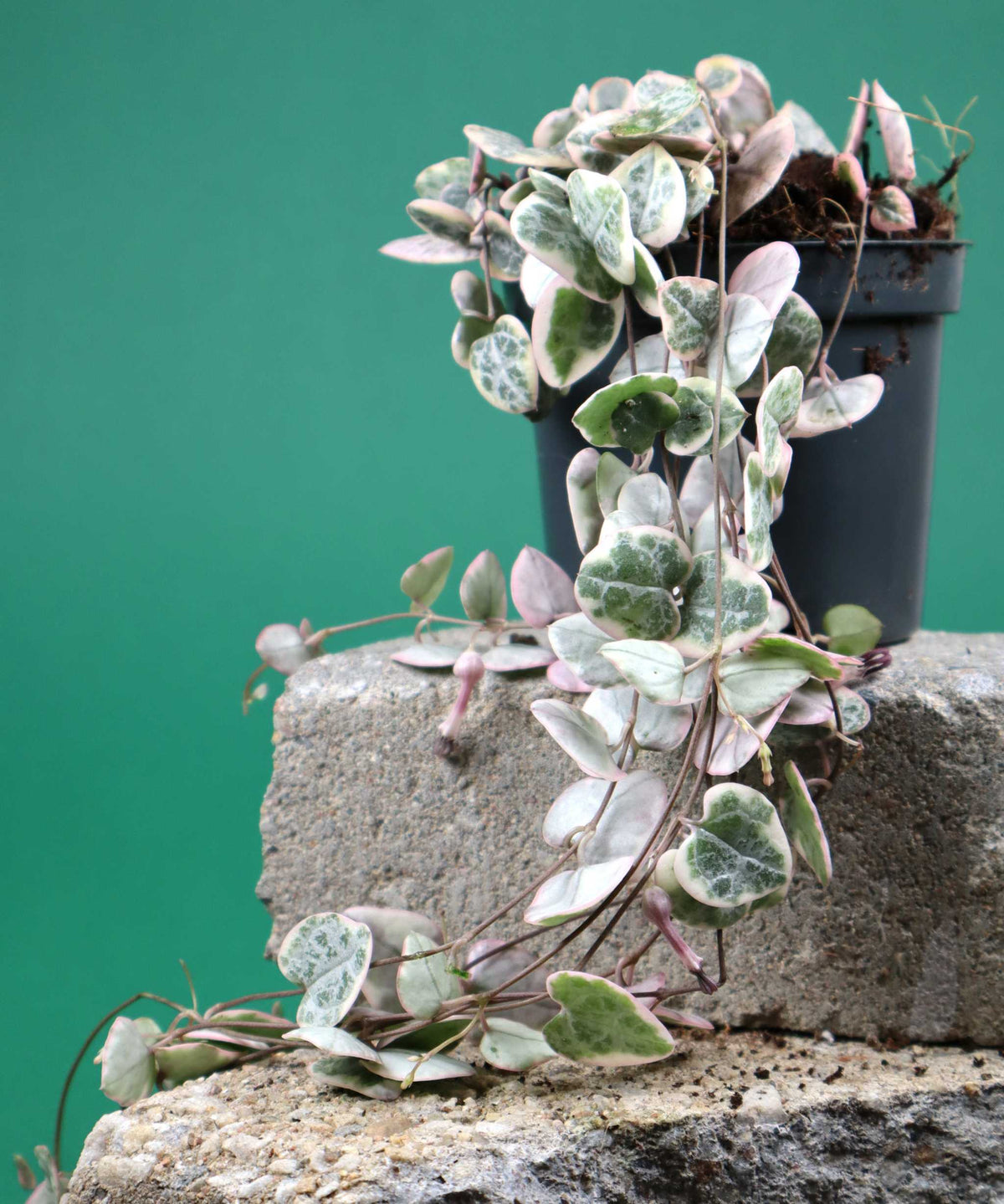 Hjärtan på tråd 'Ceropegia woodii variegata'