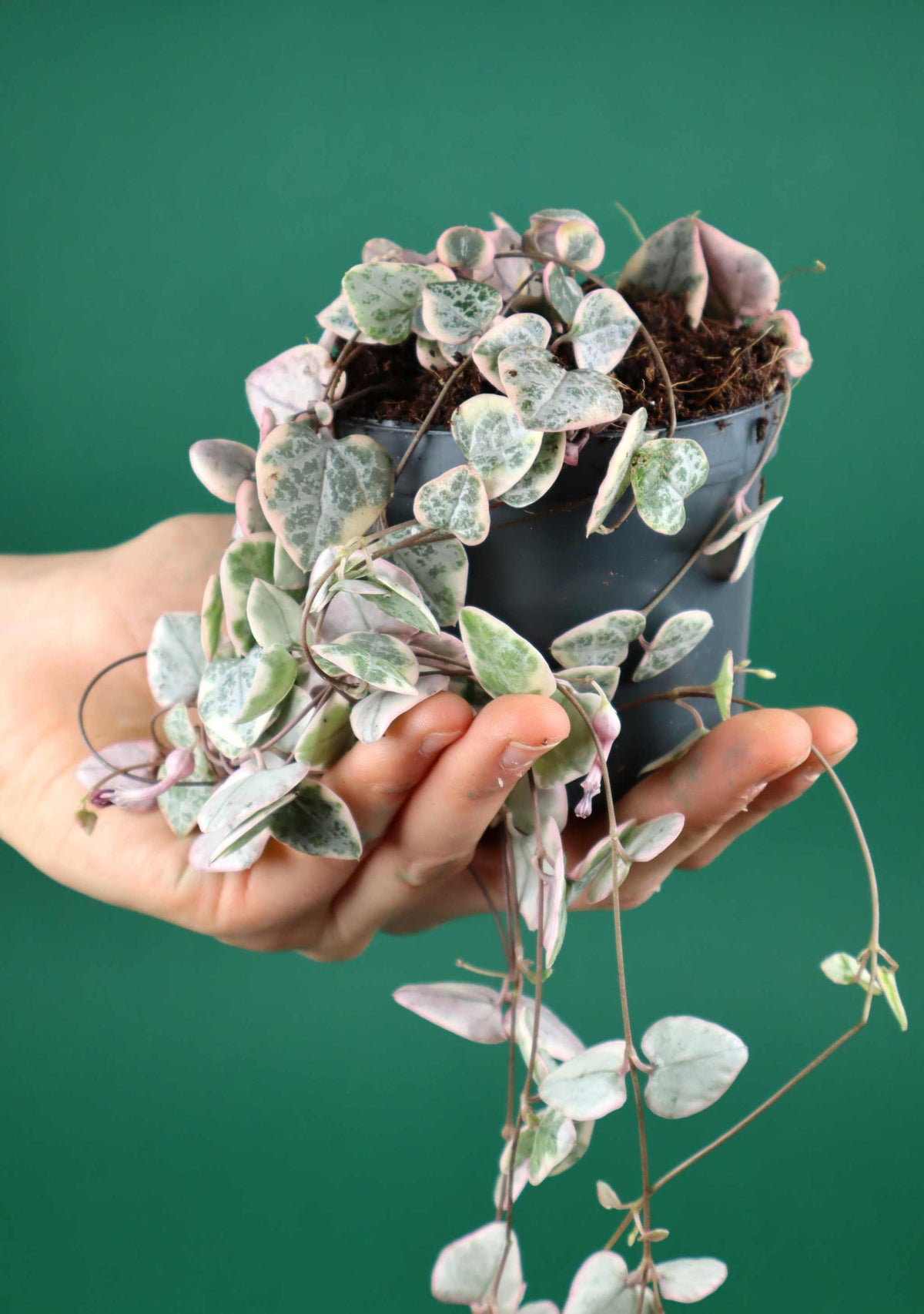 Hjärtan på tråd 'Ceropegia woodii variegata'