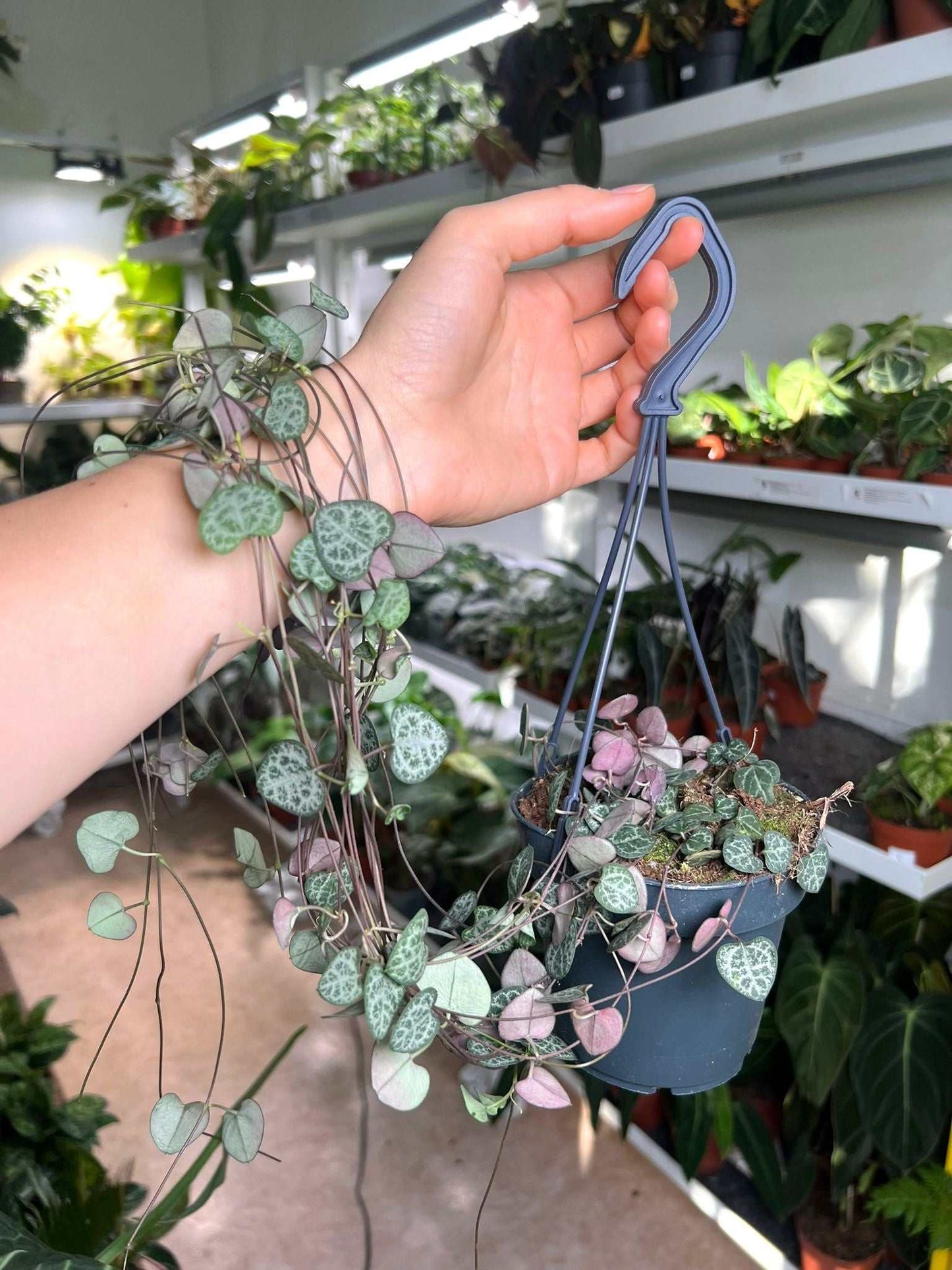 Leuchterblume 'Ceropegia Woodii Variegata'