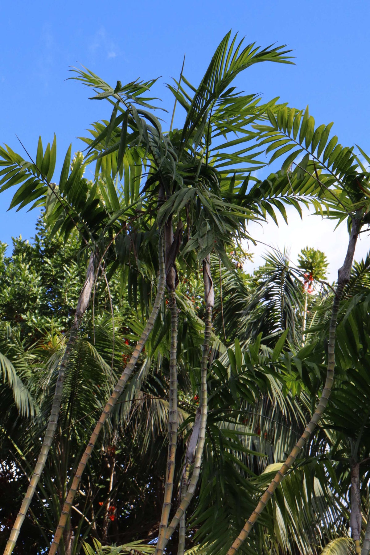 Bergpalme 'Chamaedorea elegans'