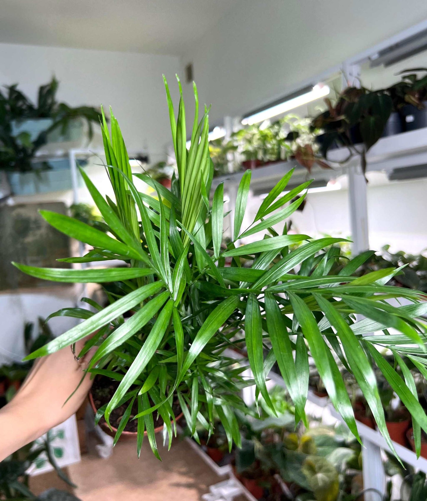 Mountain palm 'Chamaedorea elegans'