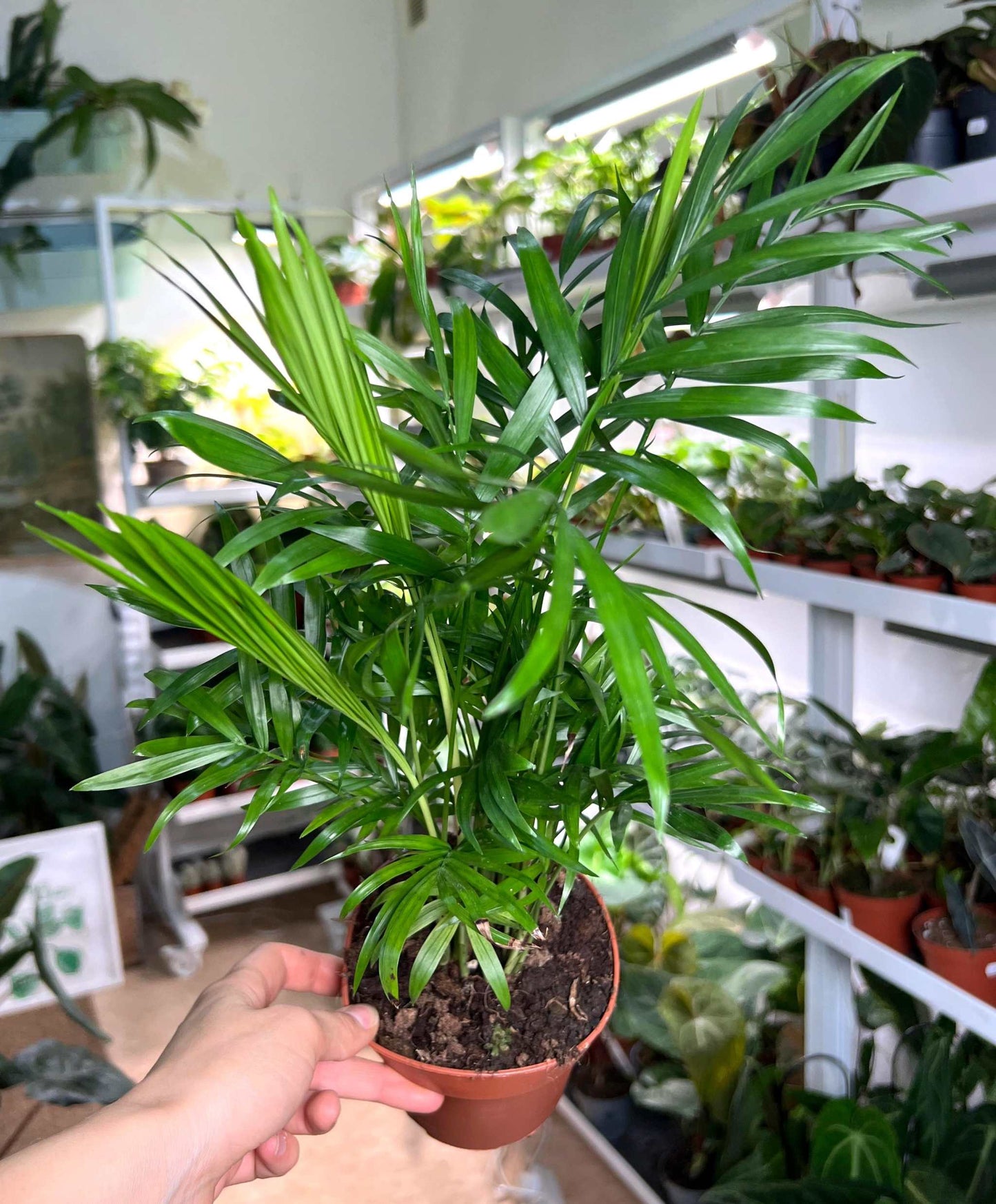 Mountain palm 'Chamaedorea elegans'