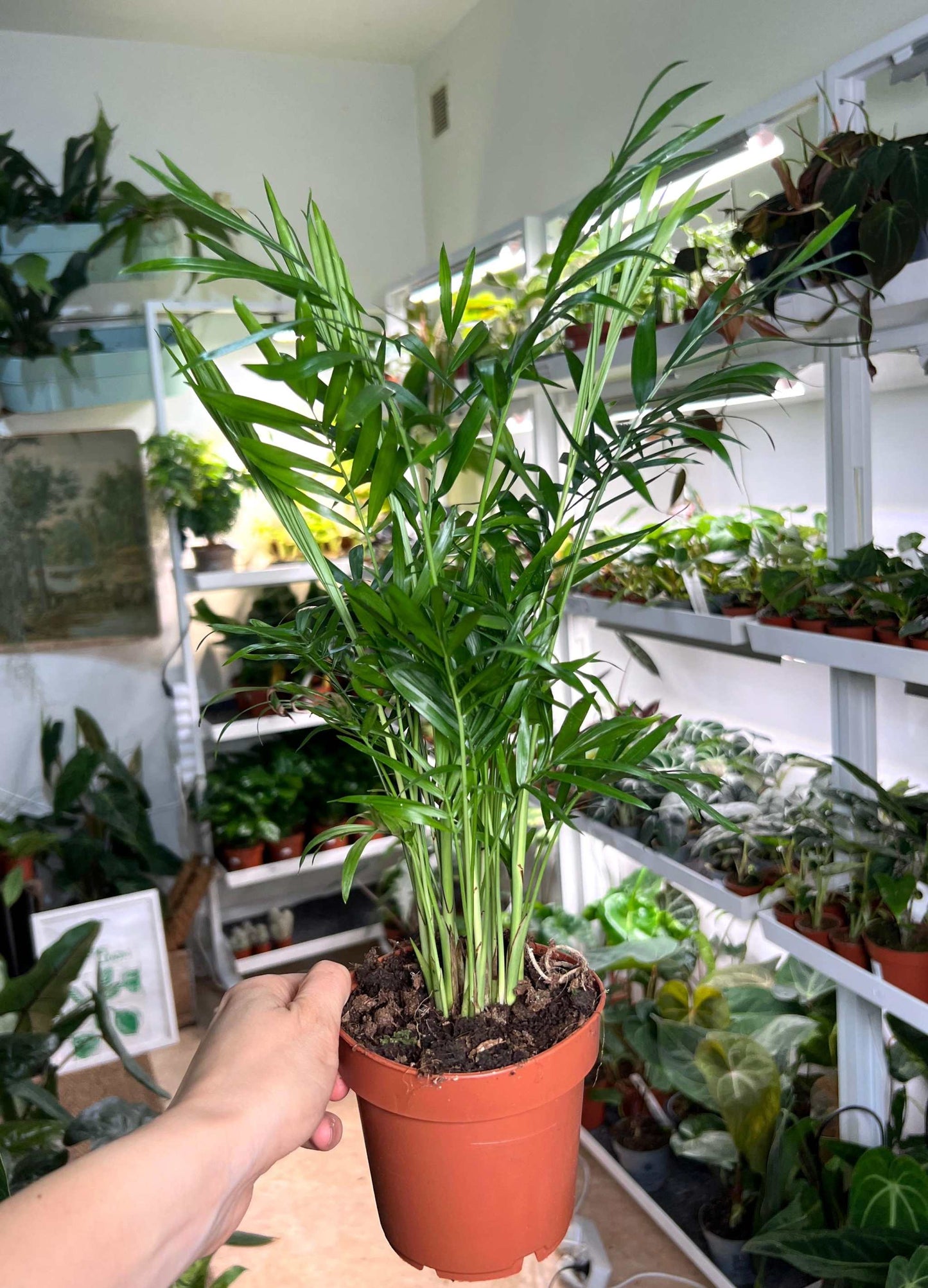 Mountain palm 'Chamaedorea elegans'