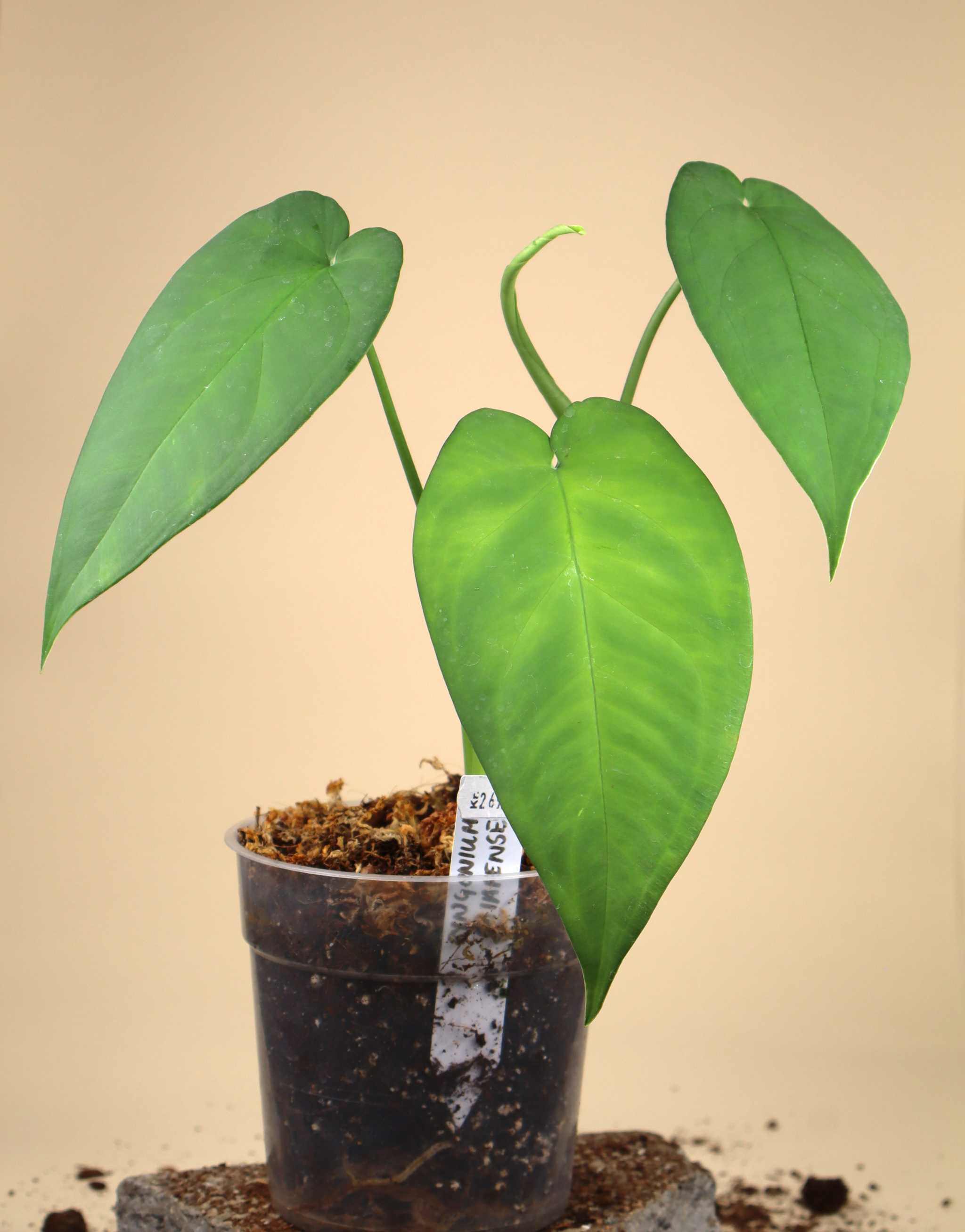philodendron chiapense Syngonium chiapense – Ormbunker