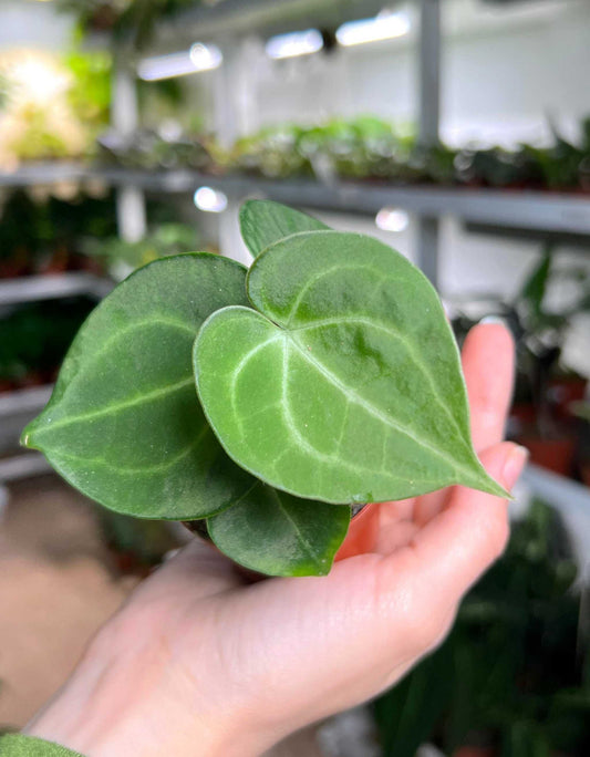 Anthurium clarinervium 'Nervkalla'