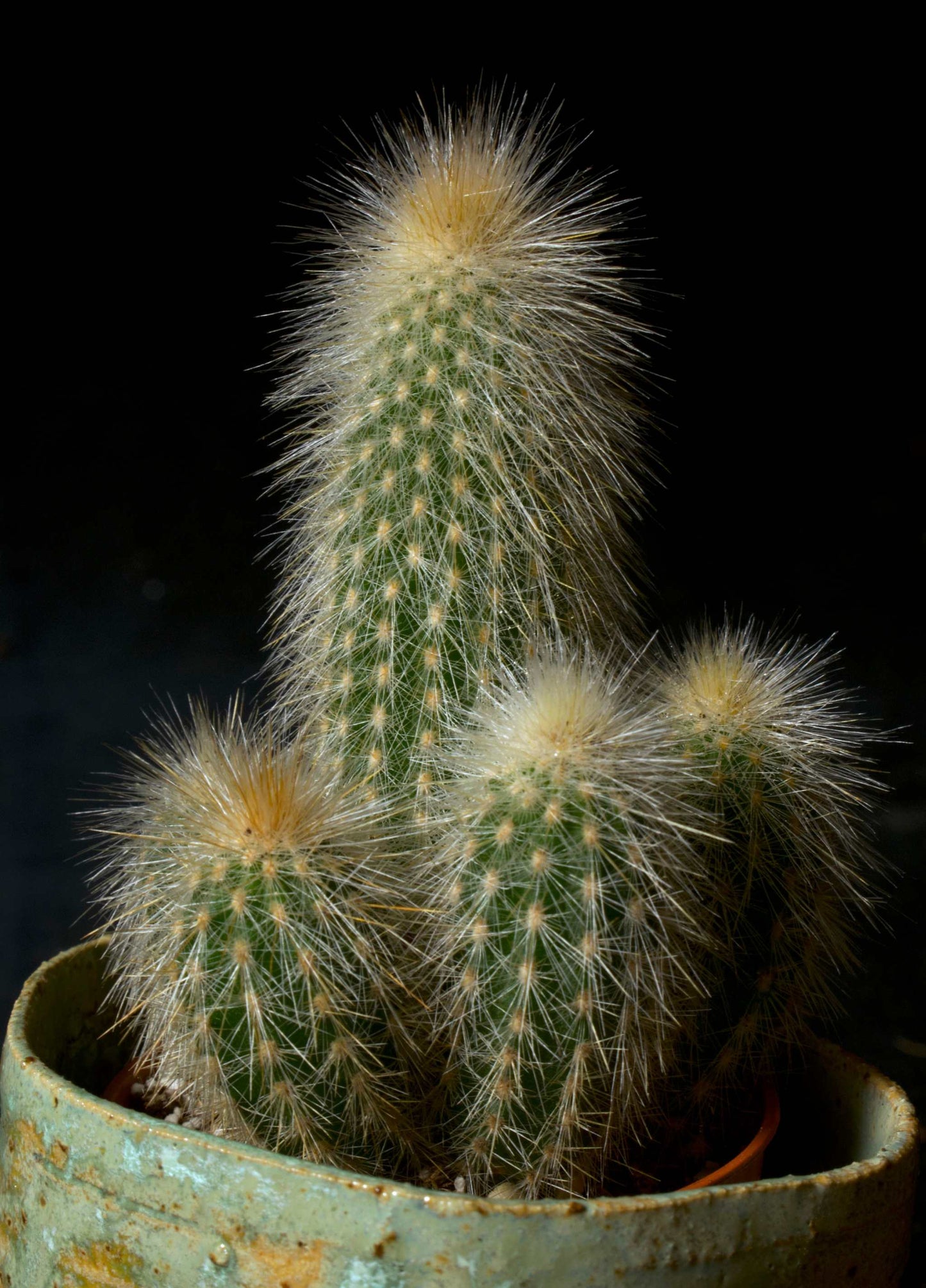 Cleistocactus strausii ' Silverpelare'