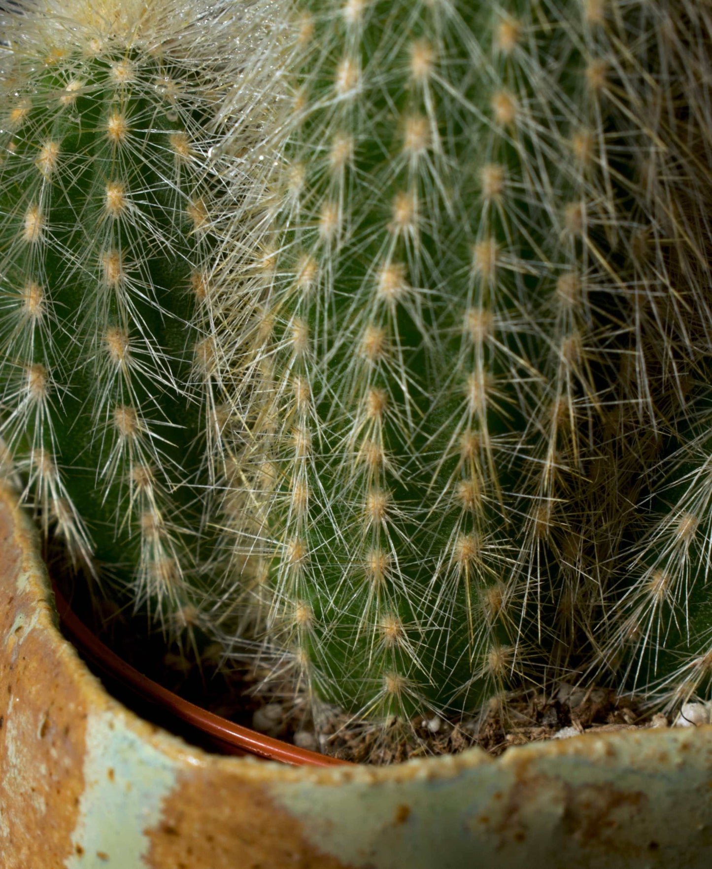 Cleistocactus strausii ' Silverpelare'