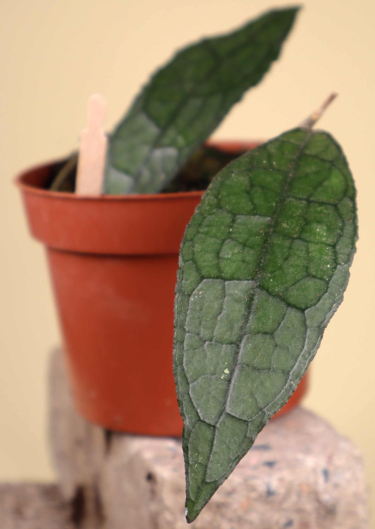 Hoya aff. clemensiorum
