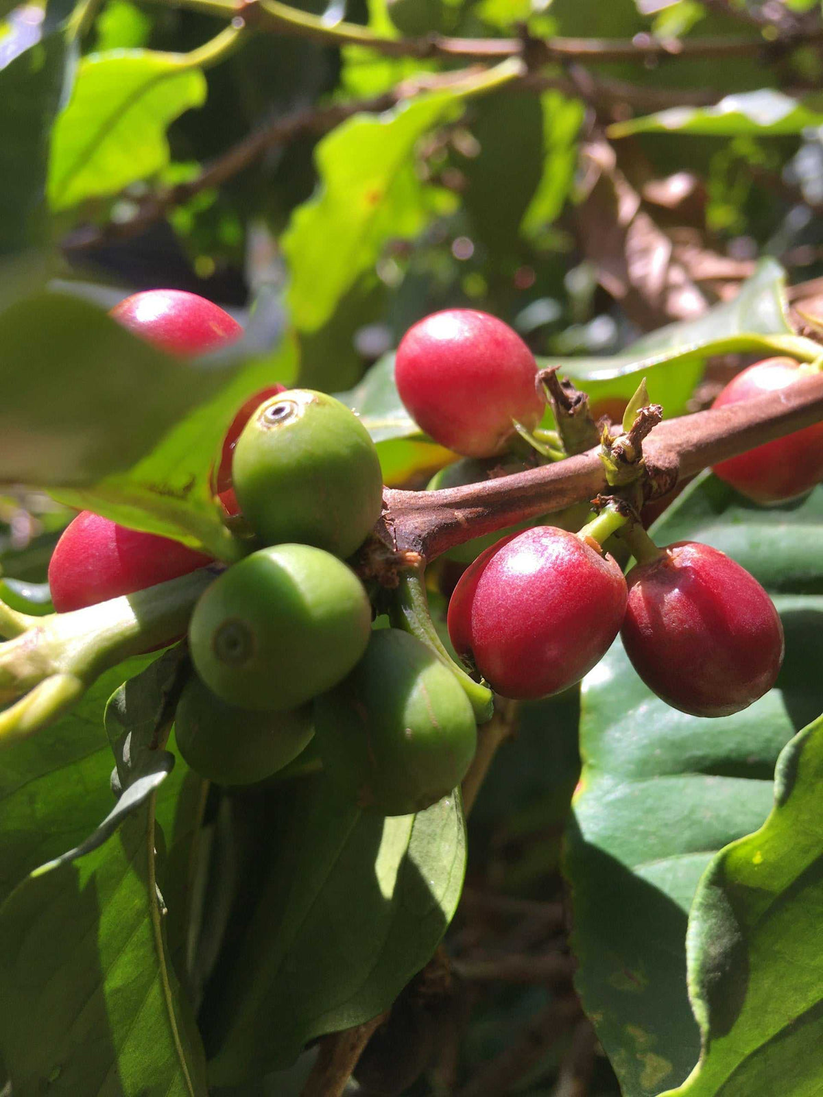 Kaffeepflanze 'Coffea arabica'