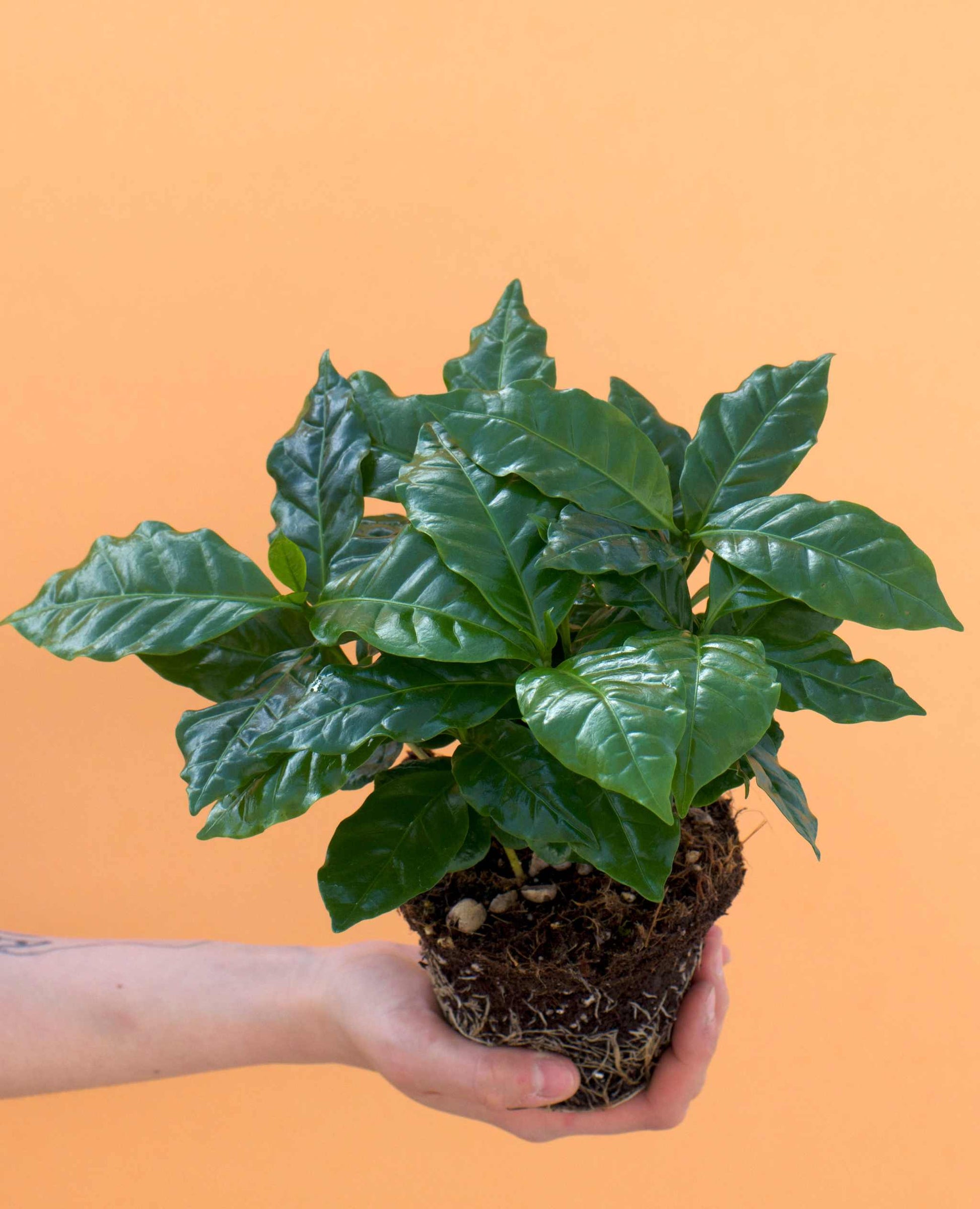 Kaffeträd 'Coffea arabica'