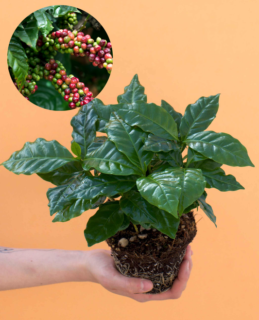 Arabian coffee tree 'Coffea arabica'