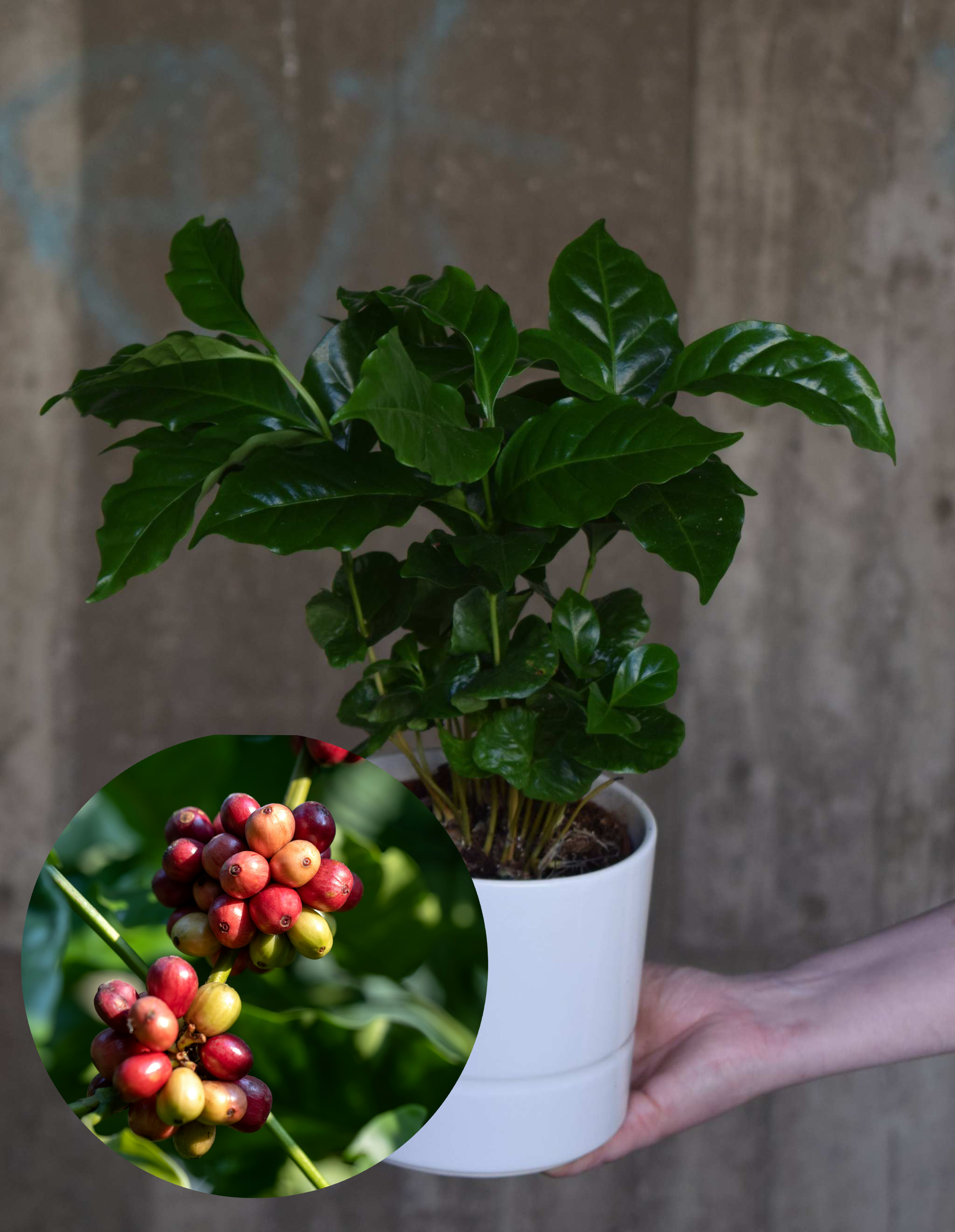 Kaffeträd 'Coffea arabica'