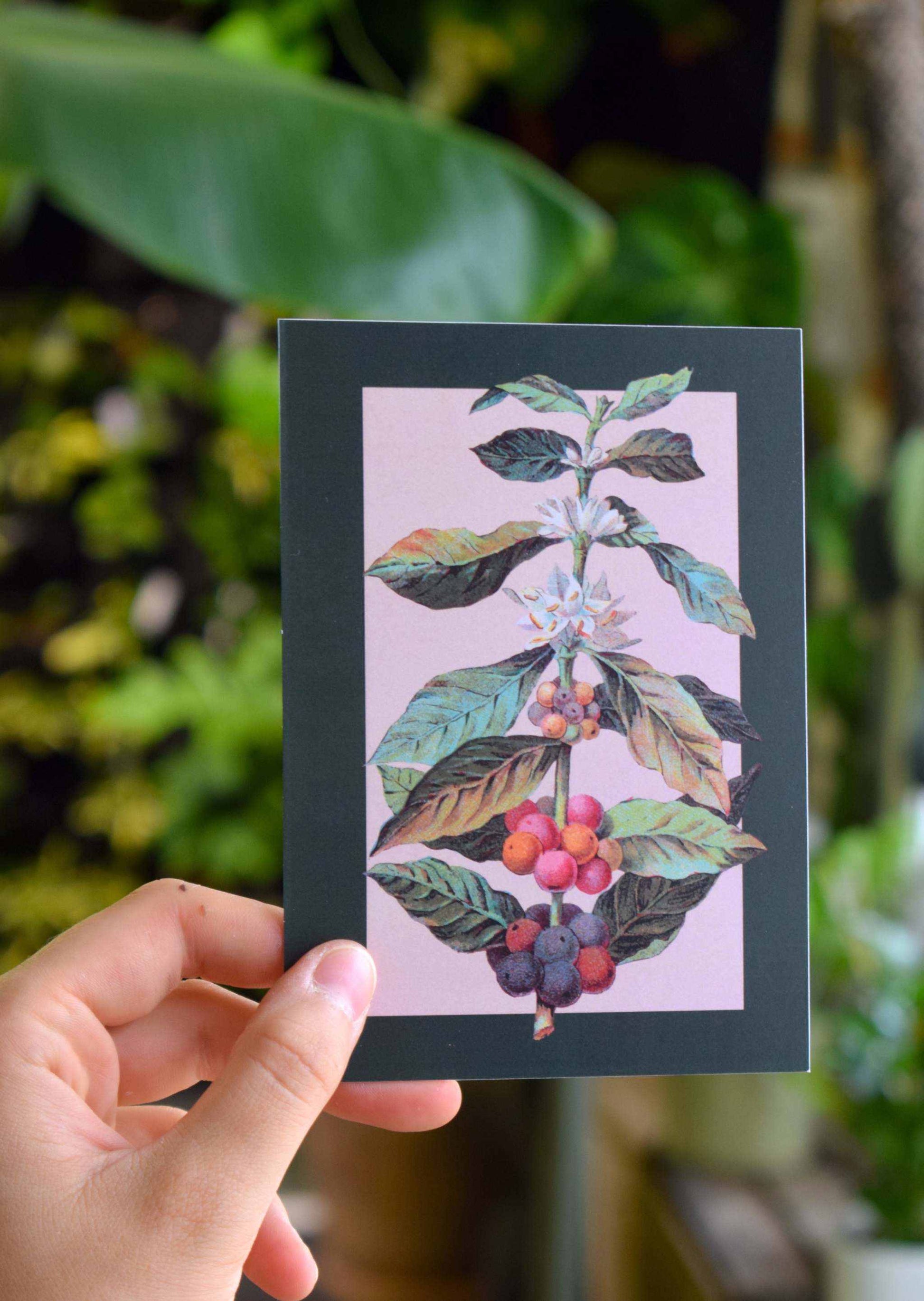 Coffee kort med botaniskt motiv av kaffeplanta