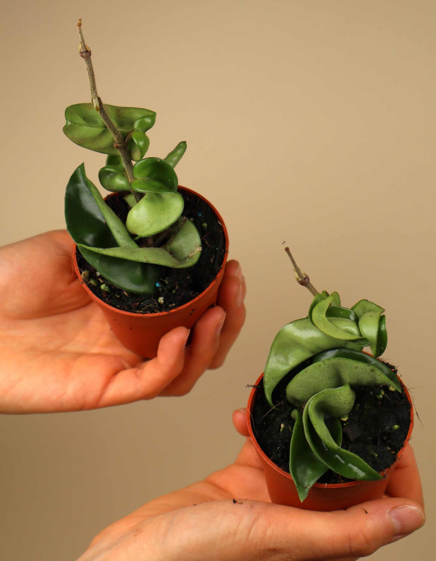 Hoya carnosa 'compacta'