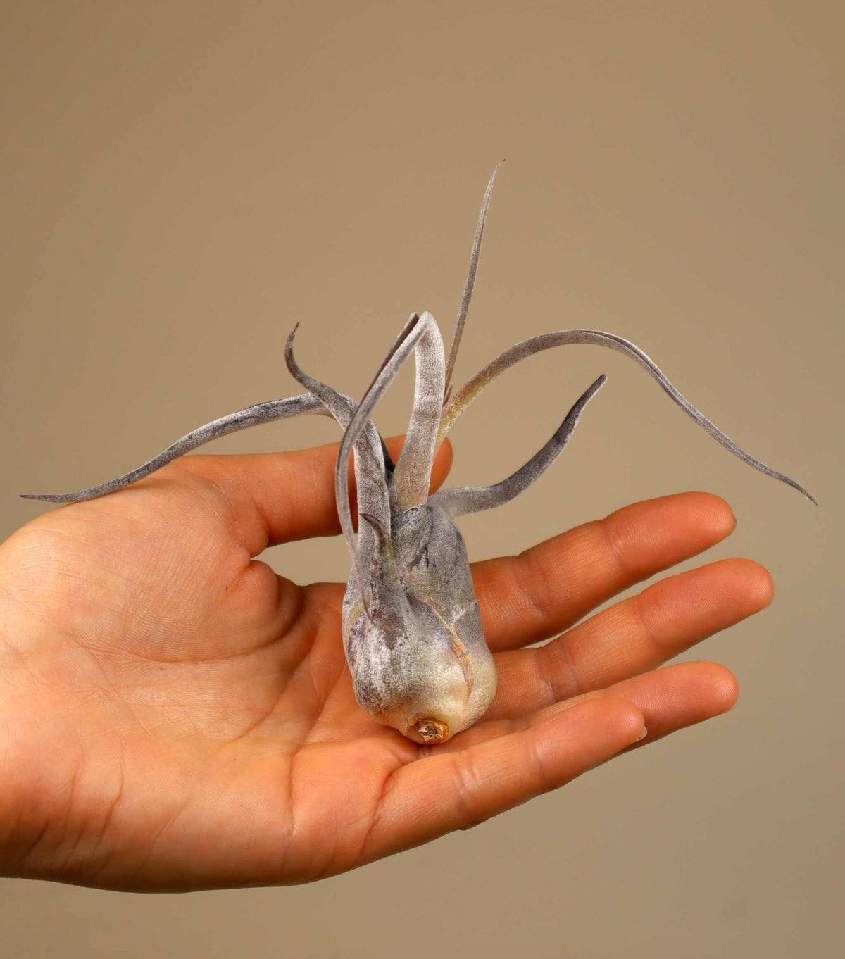 Tillandsia caput-medusae