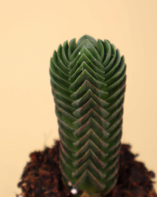 Crassula pyramidalis
