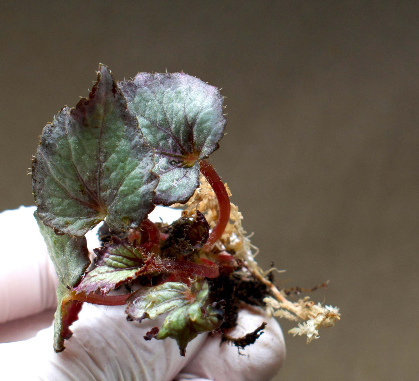 Begonia Rex 'Escargot'