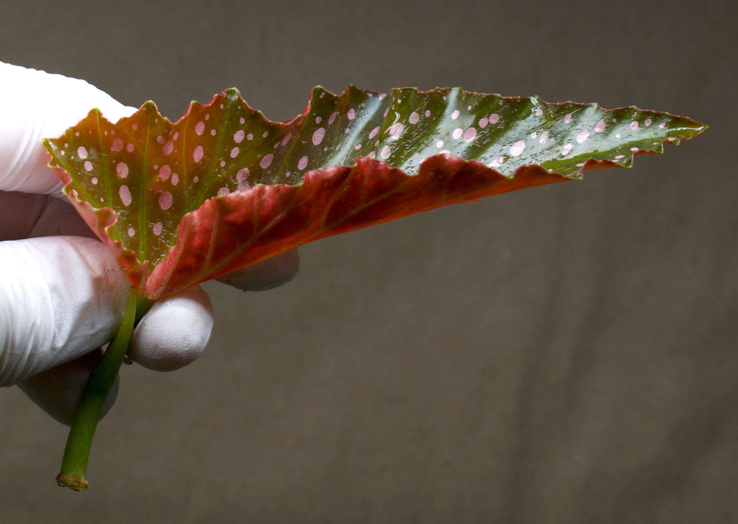 Begonia 'Cracklin' Rosie'