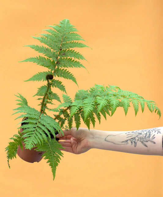 Cyathea cooperi | Trädormbunke