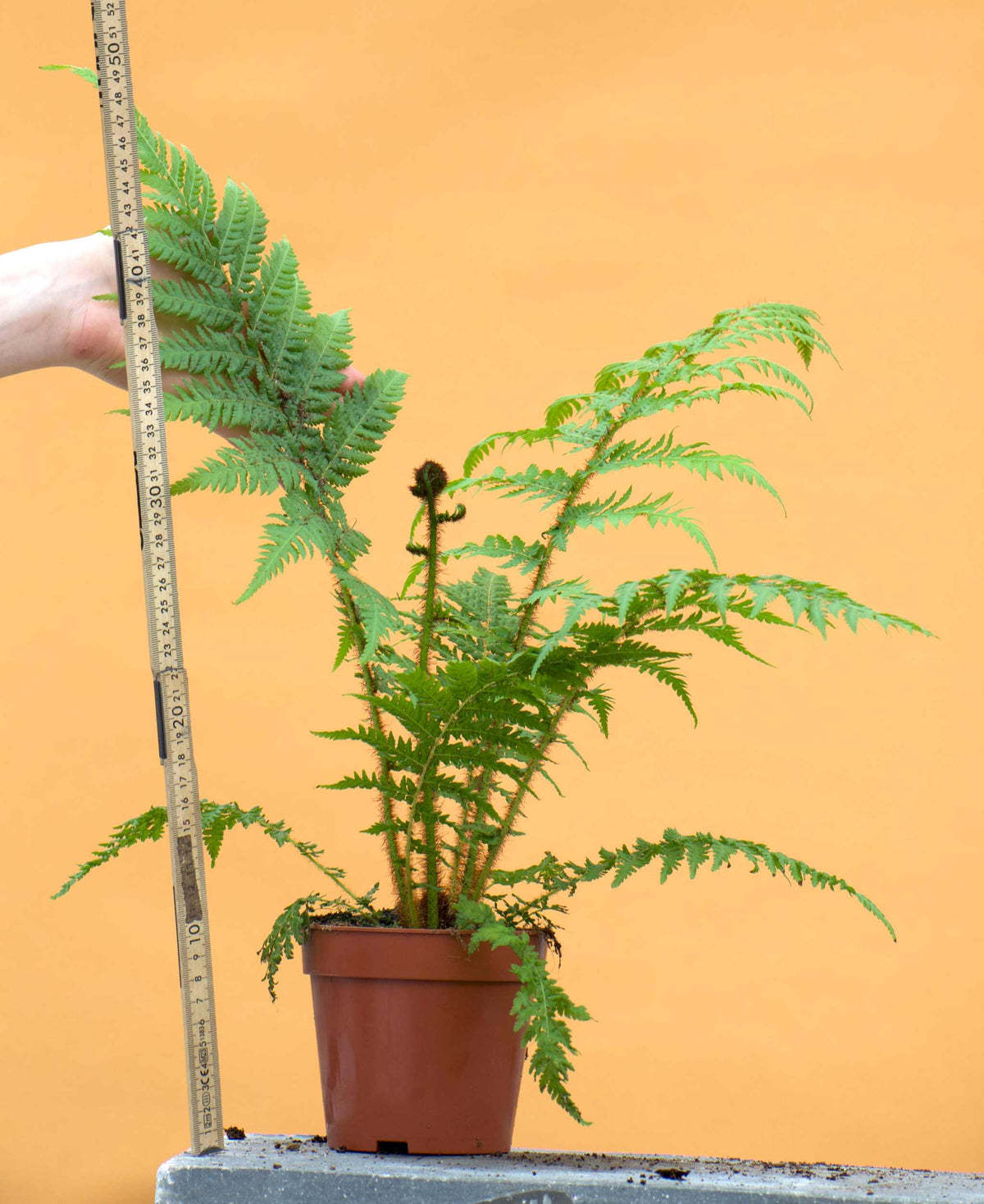 Cyathea cooperi | Trädormbunke storlek