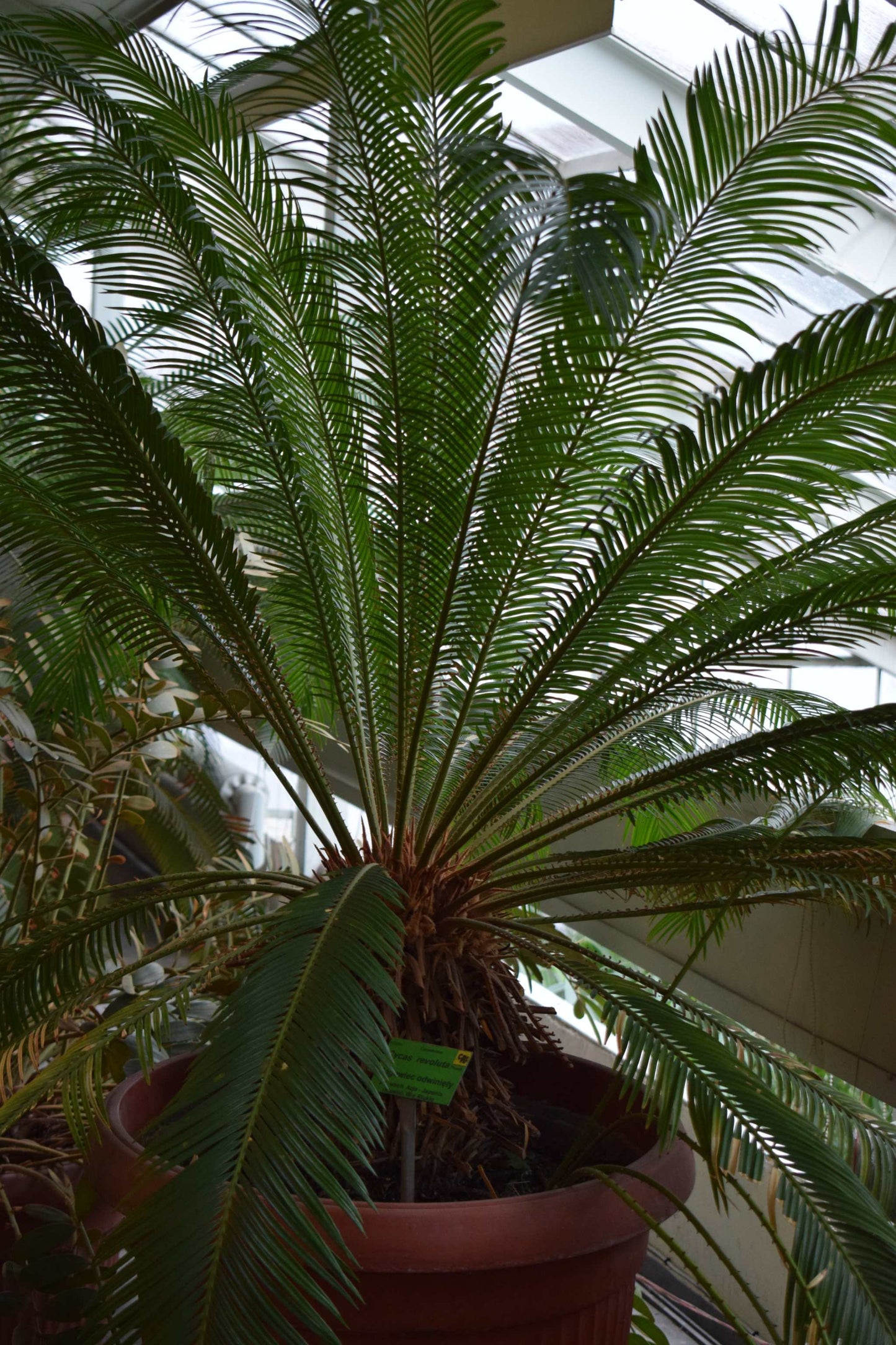 Kegelpalme 'Cycas revoluta'