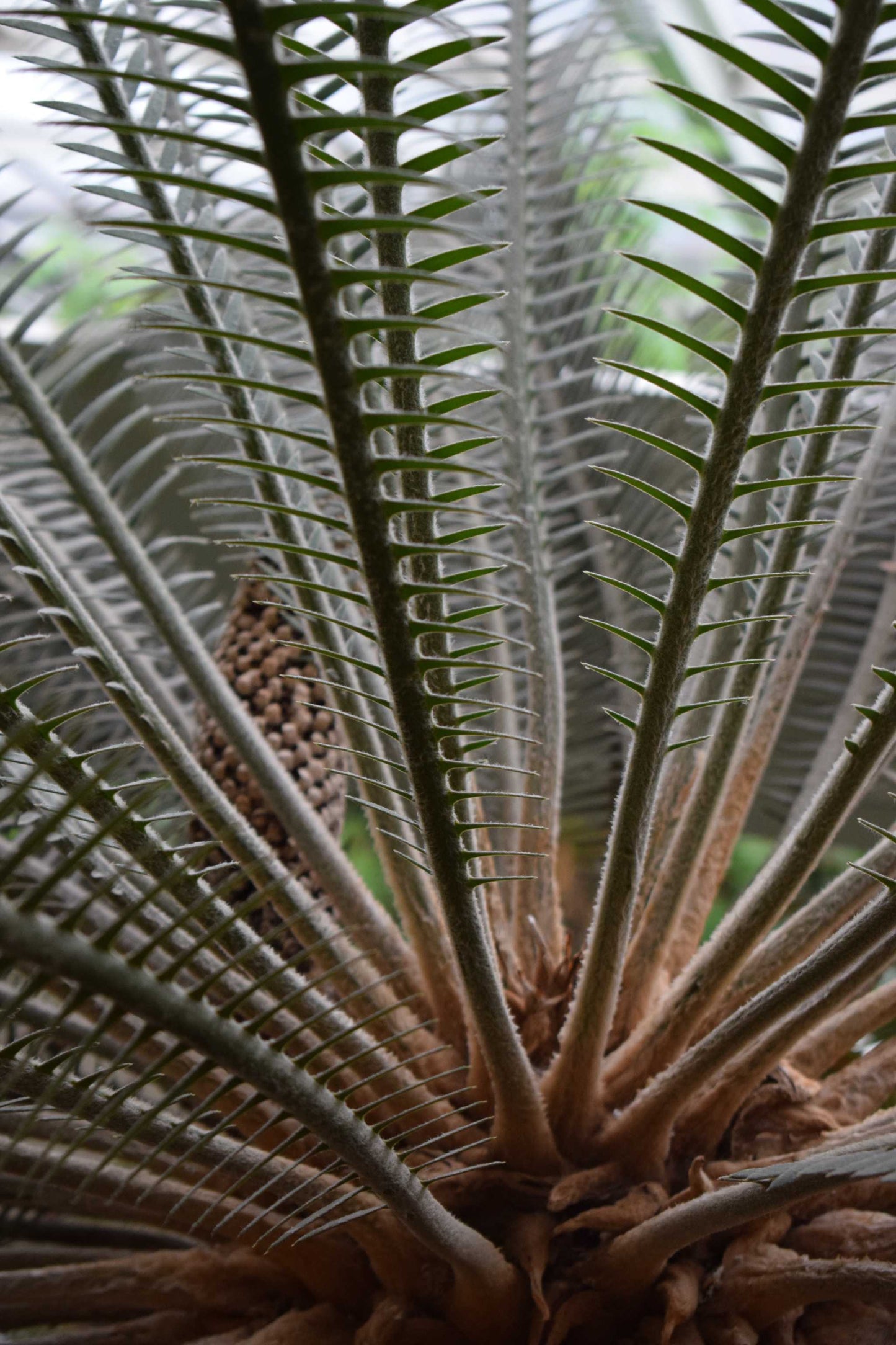Kegelpalme 'Cycas revoluta'