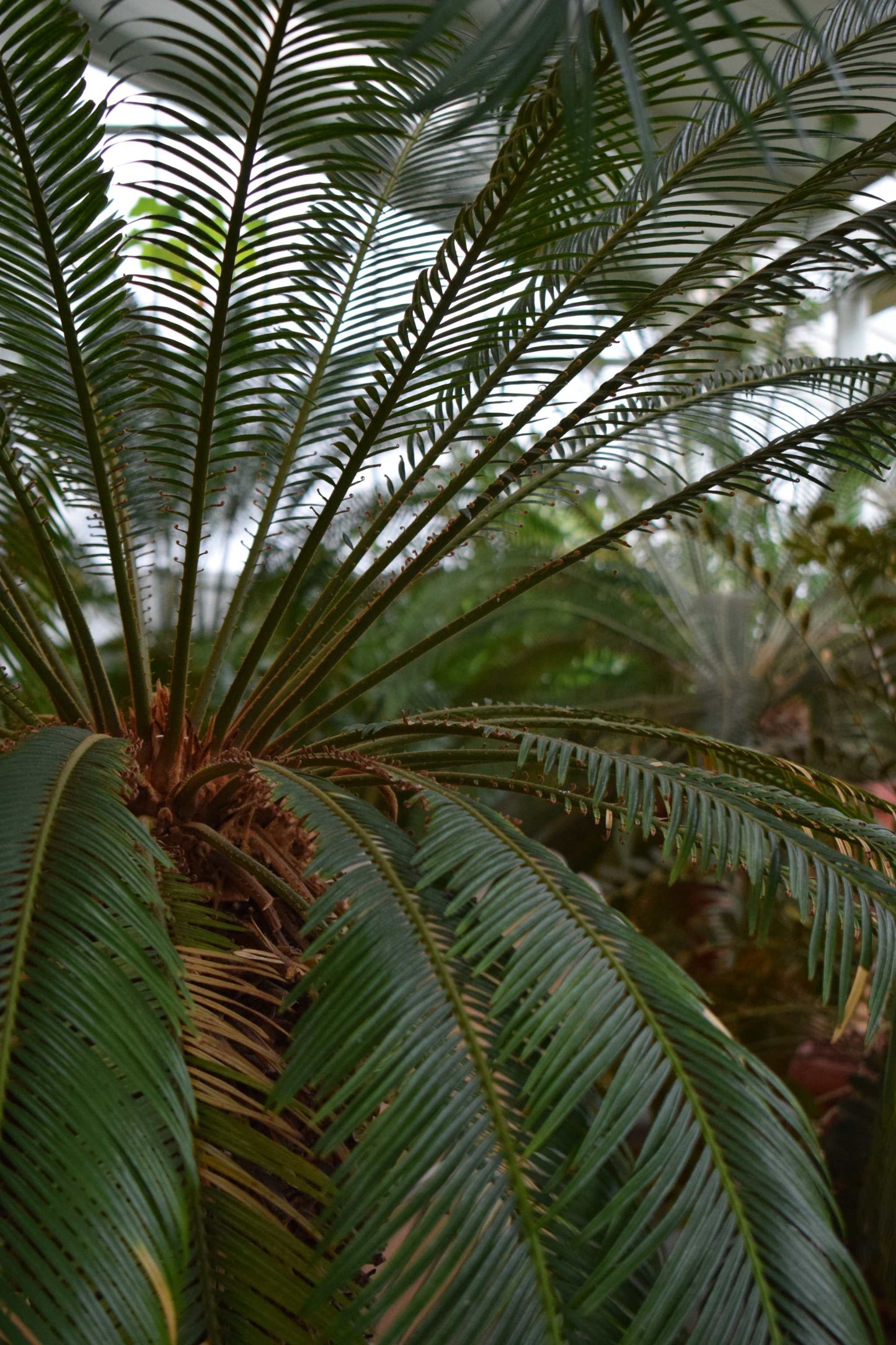 Kegelpalme 'Cycas revoluta'