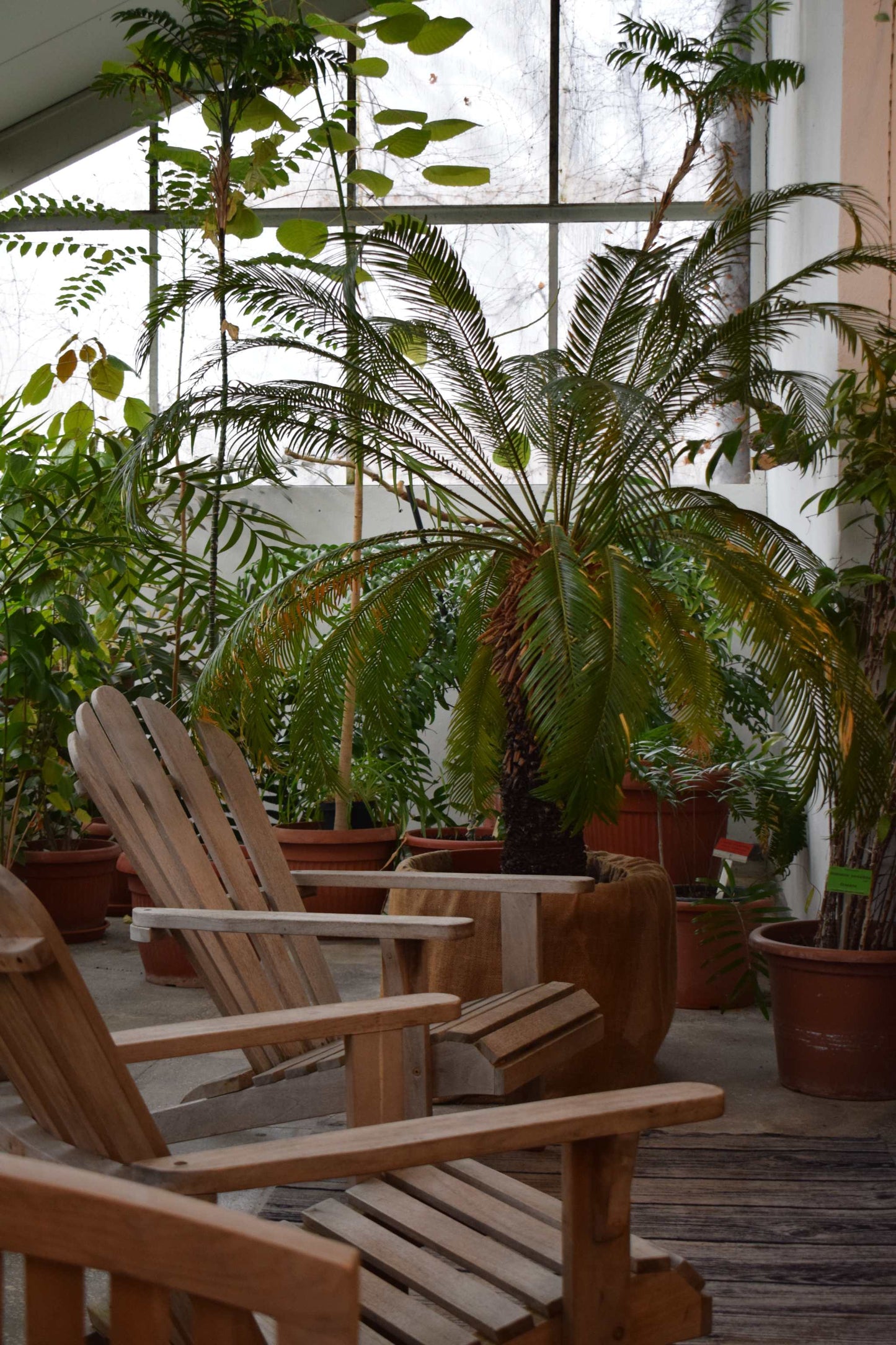 Kegelpalme 'Cycas revoluta'