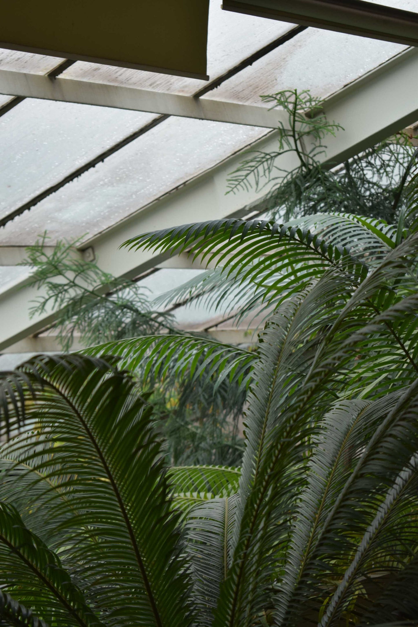 Kegelpalme 'Cycas revoluta'