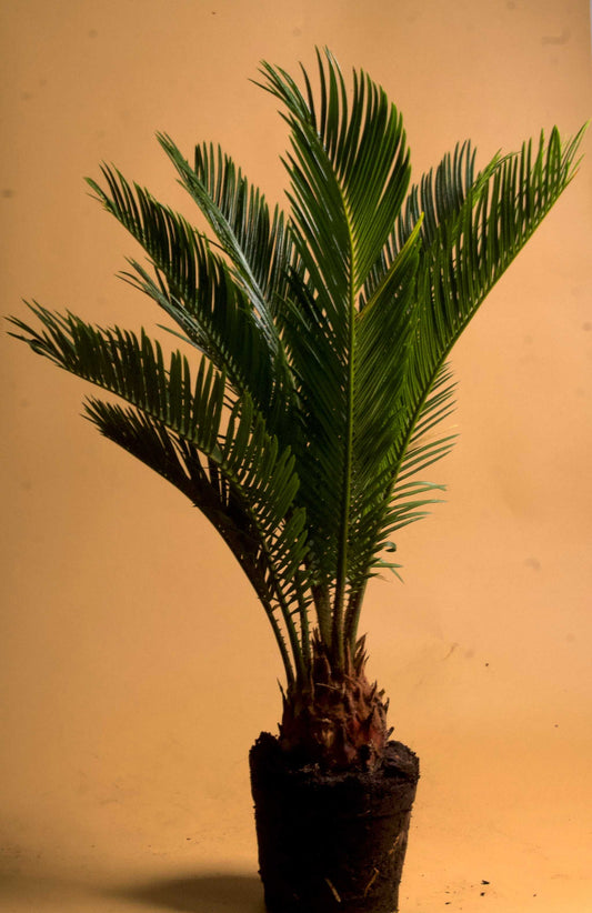 Kegelpalme 'Cycas revoluta'
