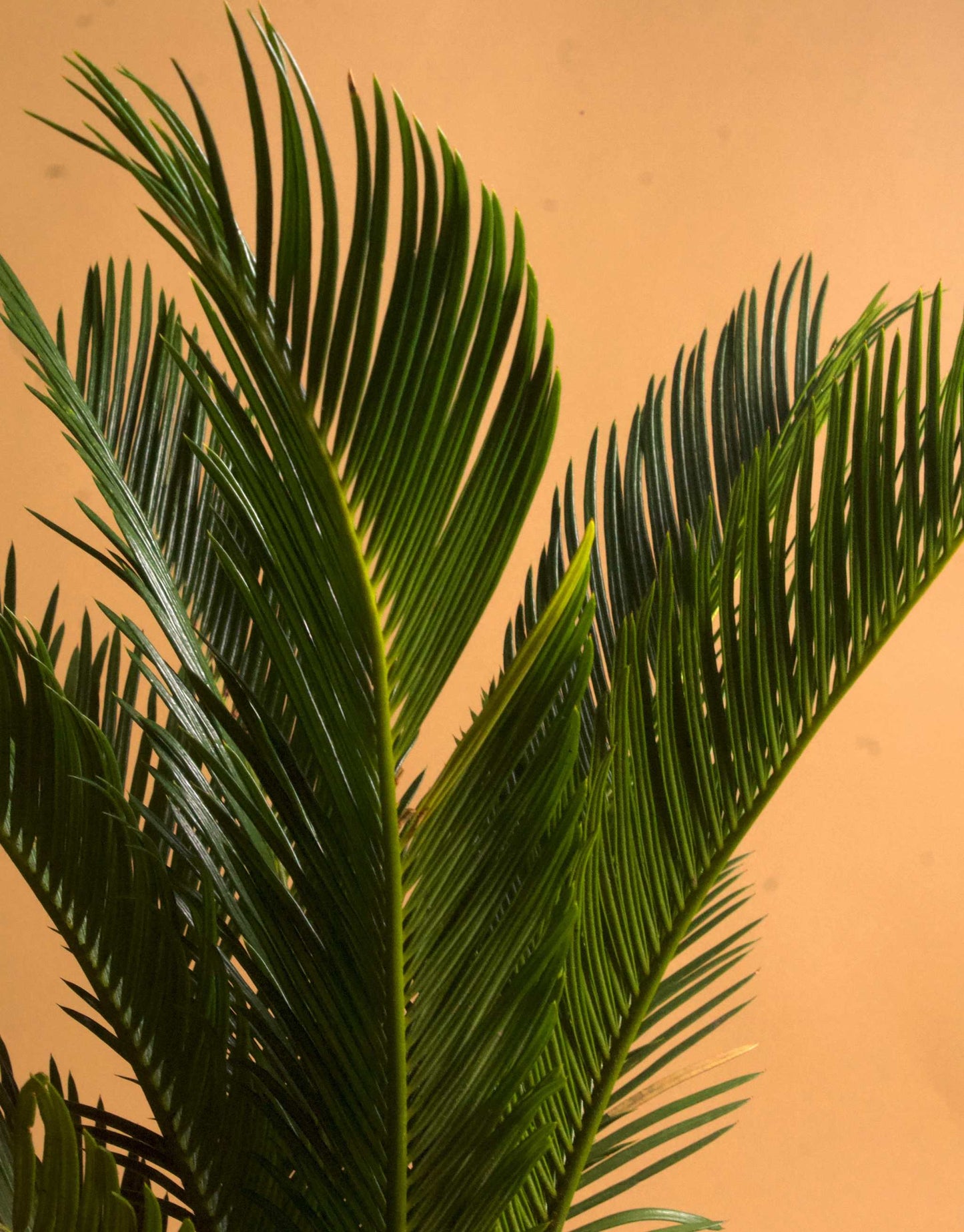 Kegelpalme 'Cycas revoluta'