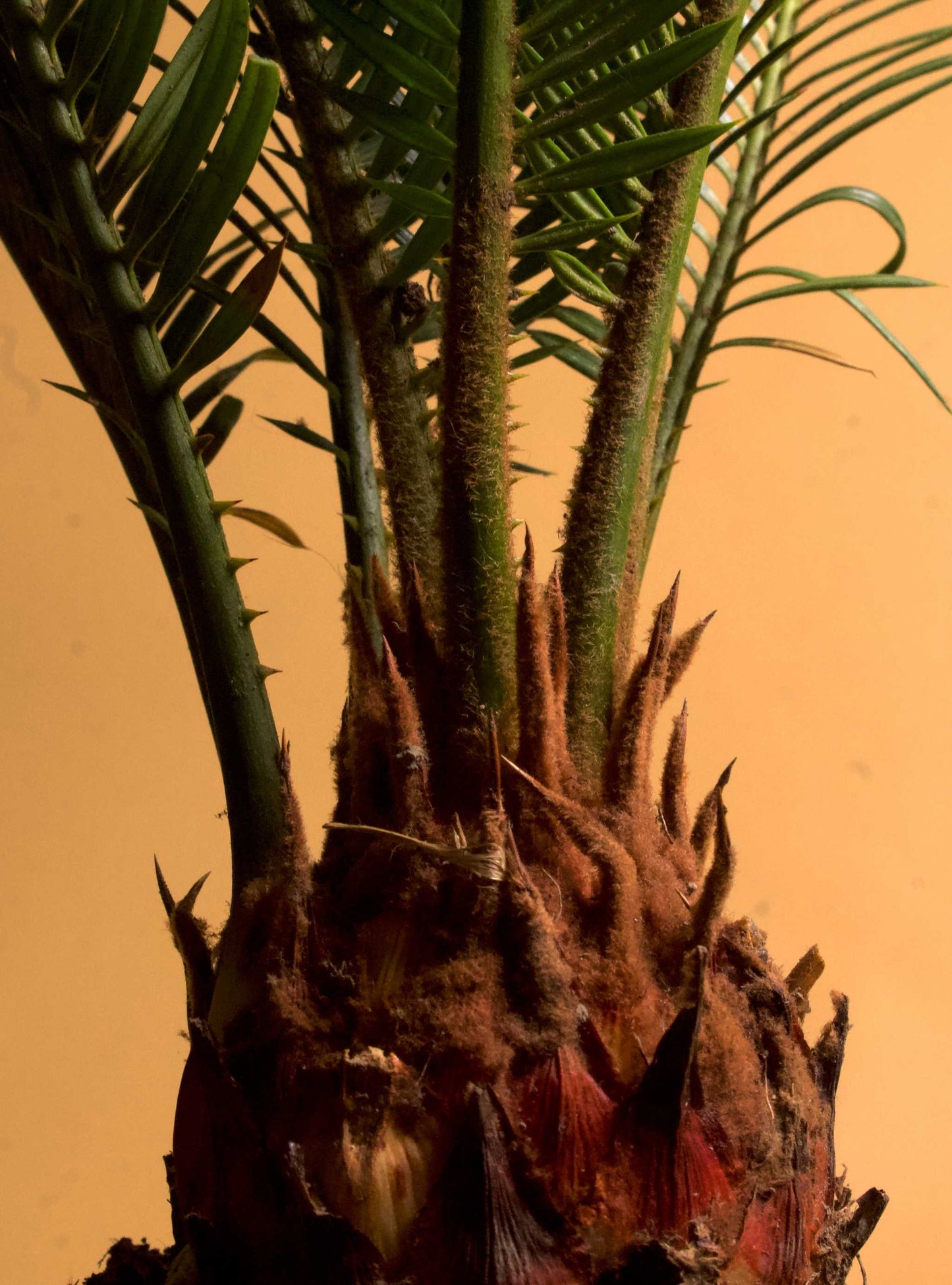Kegelpalme 'Cycas revoluta'