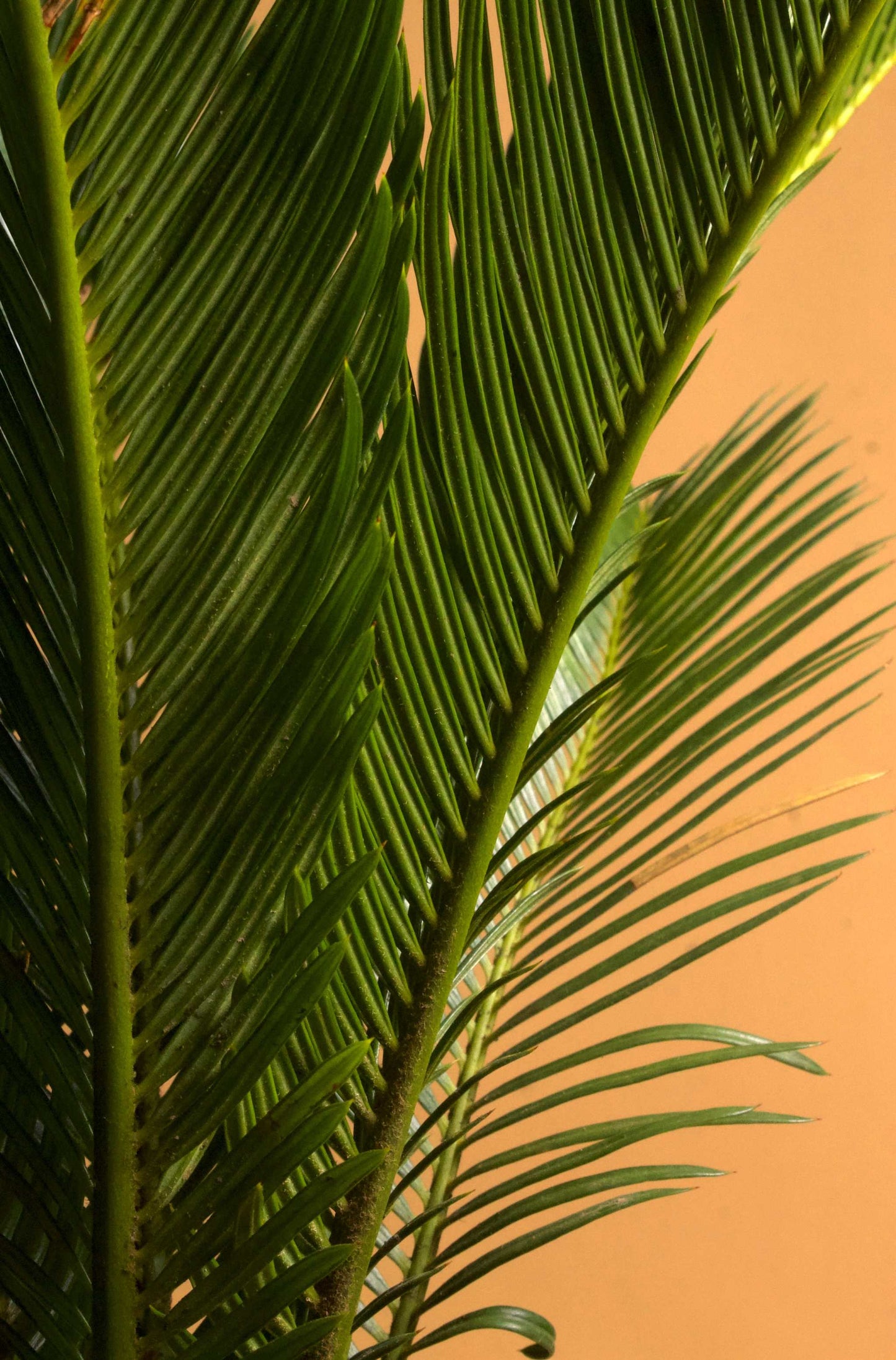 Kegelpalme 'Cycas revoluta'
