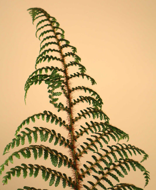 Cyathea tomentosissima | Trädormbunke