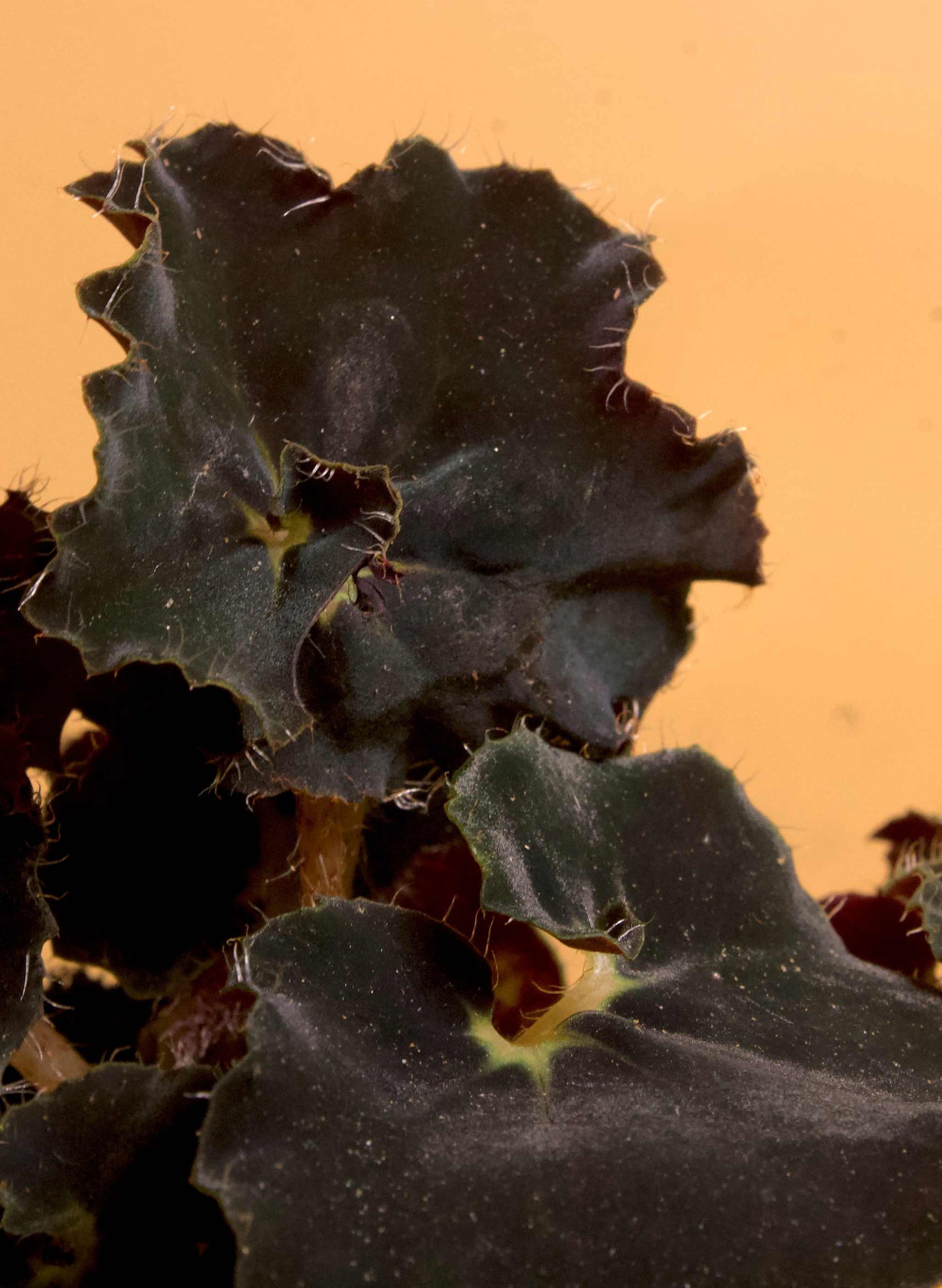 Begonia rex 'dark mambo'