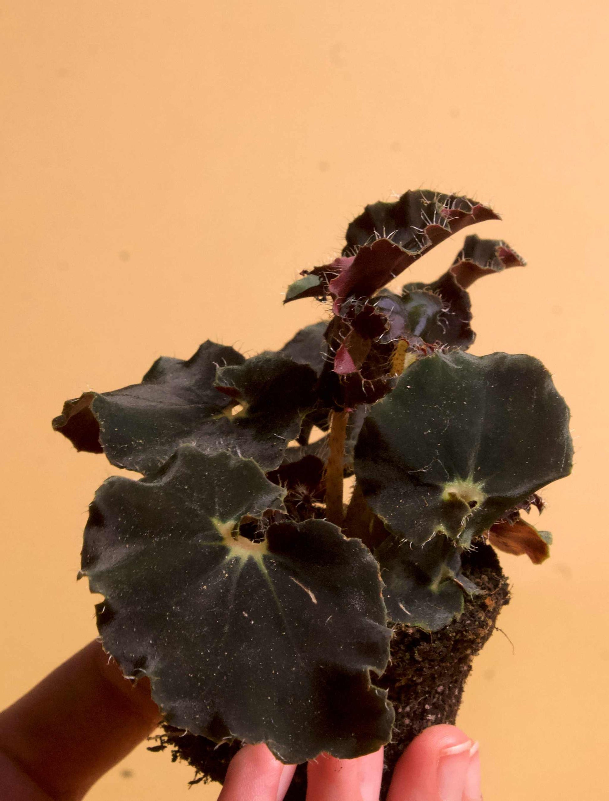 Begonia rex 'dark mambo'