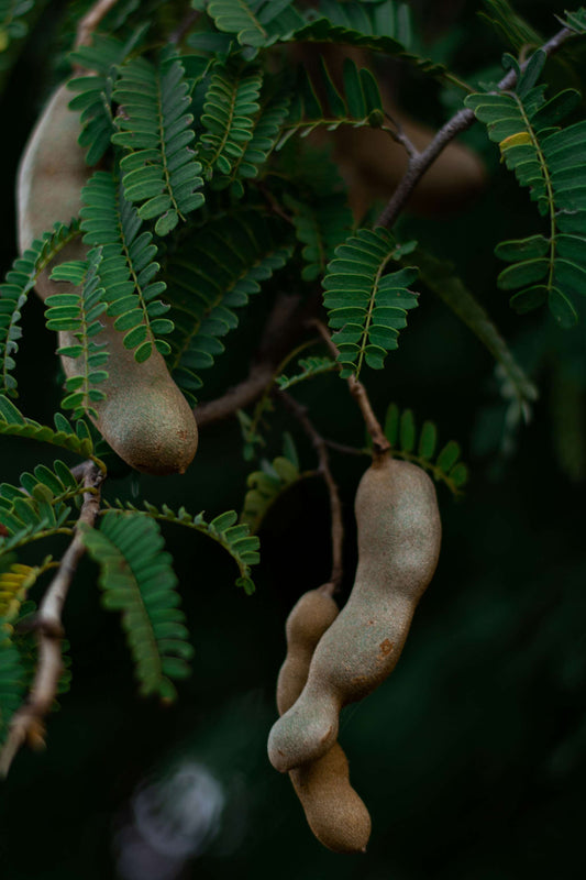 Tamarind träd (Tamarindus indica)