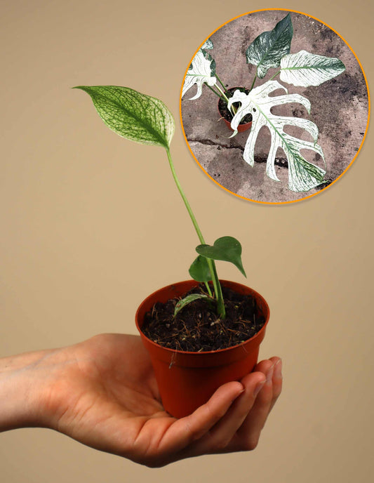 Monstera ‘Devil Monster’