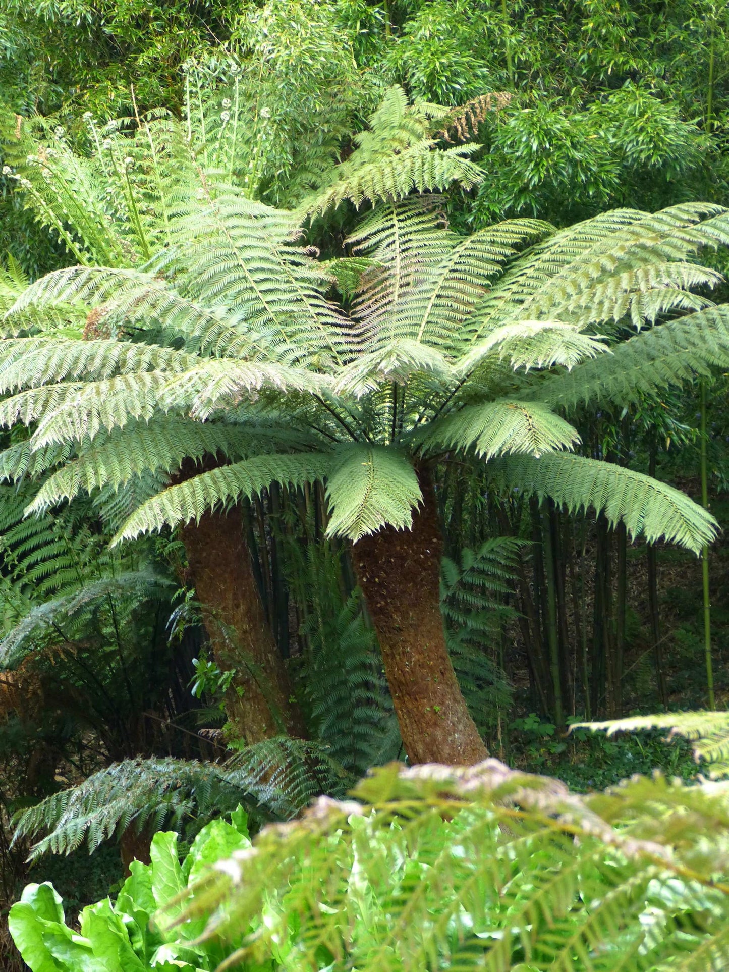 Dicksonia antarctica trädormbunke i naturen
