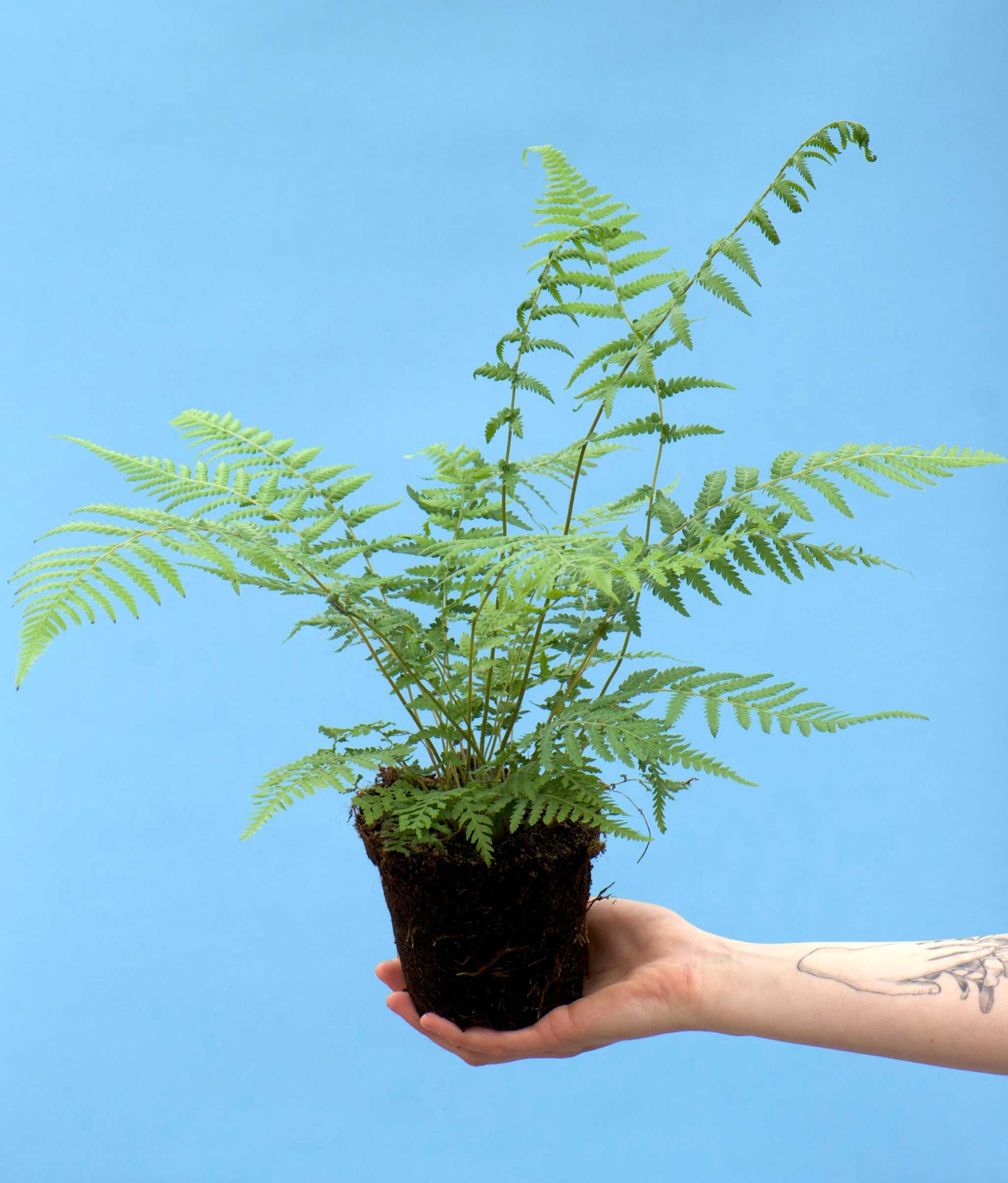 Dicksonia antarctica trädormbunke stor