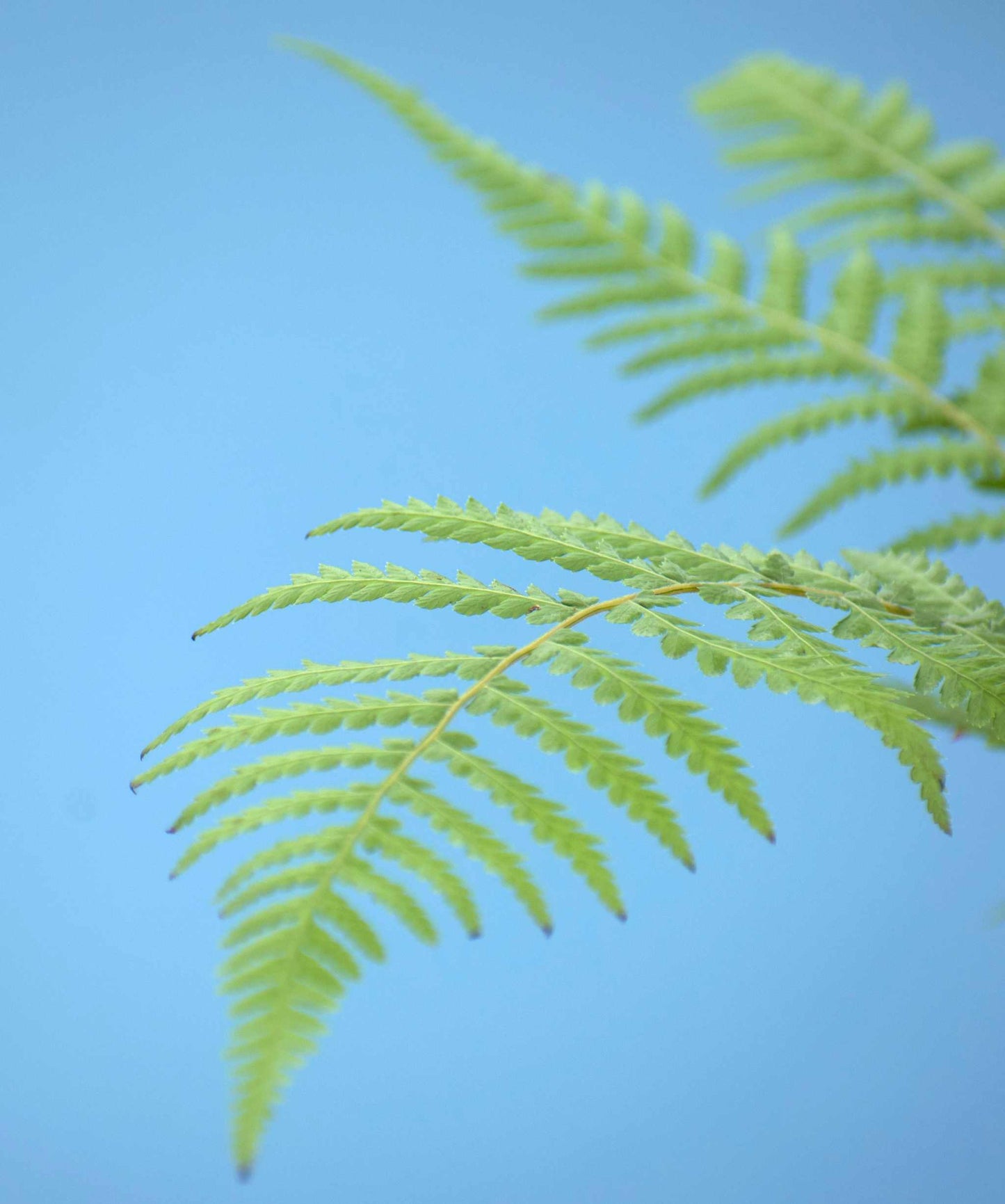 Dicksonia antarctica trädormbunke blad